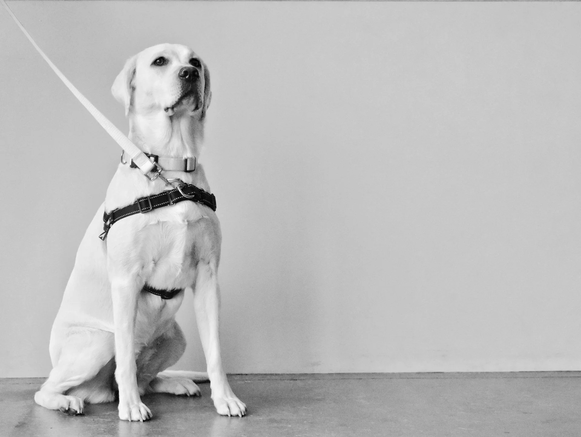 A black-and-white photo of a Labrador Retriever service dog sitting next to a blank wall, wearing a harness and collar, looking slightly upward.