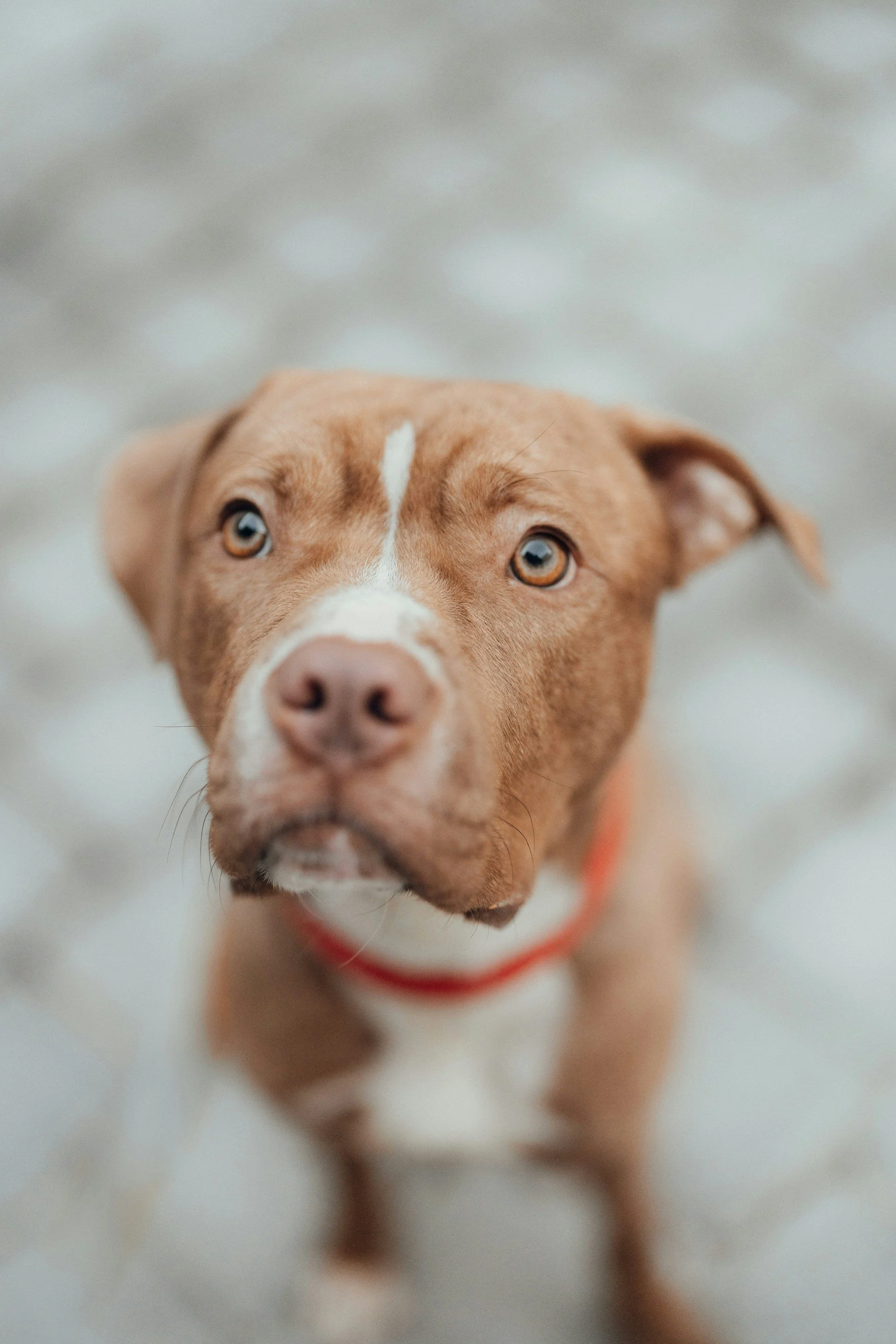 Pitbull representing private dog training in Cincinnaty by West Chester Dog Training.