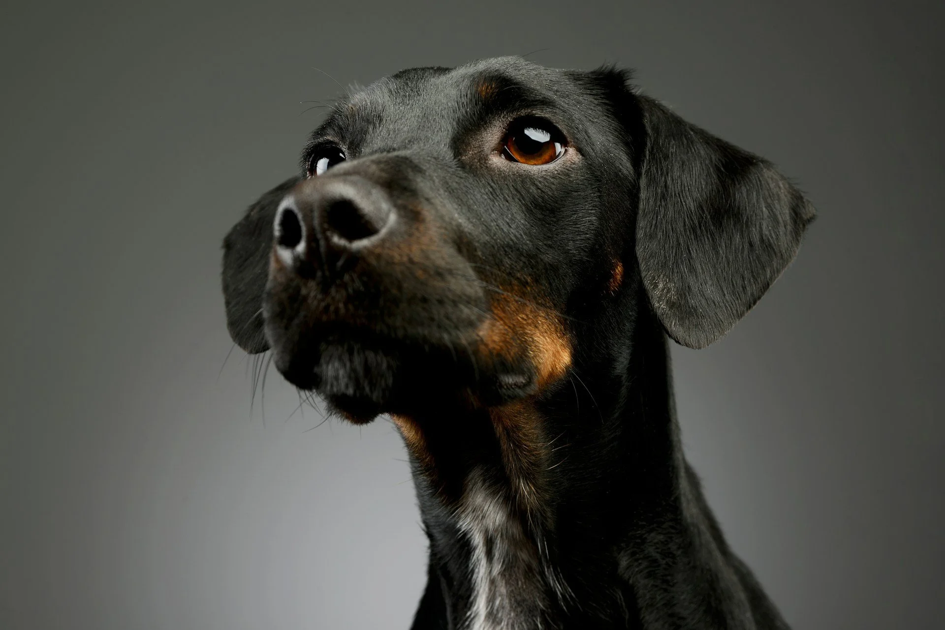 Close-up of a black and tan dog, possibly a Rottweiler or Doberman, with a focused expression, onto a plain gray background.