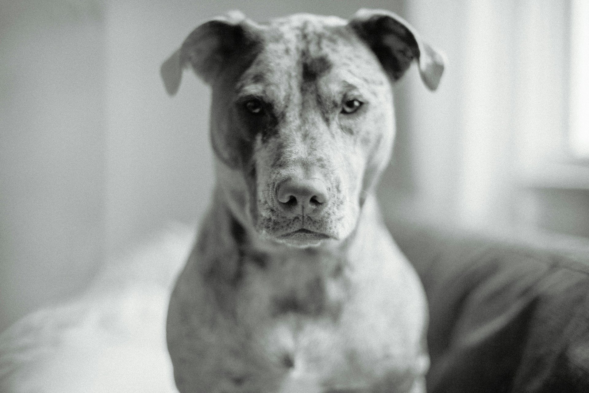 Close-up of a black and white photo of a dog with a shadowed background to represent in home dog training by West Chester Dog Training in Cincinnati.
