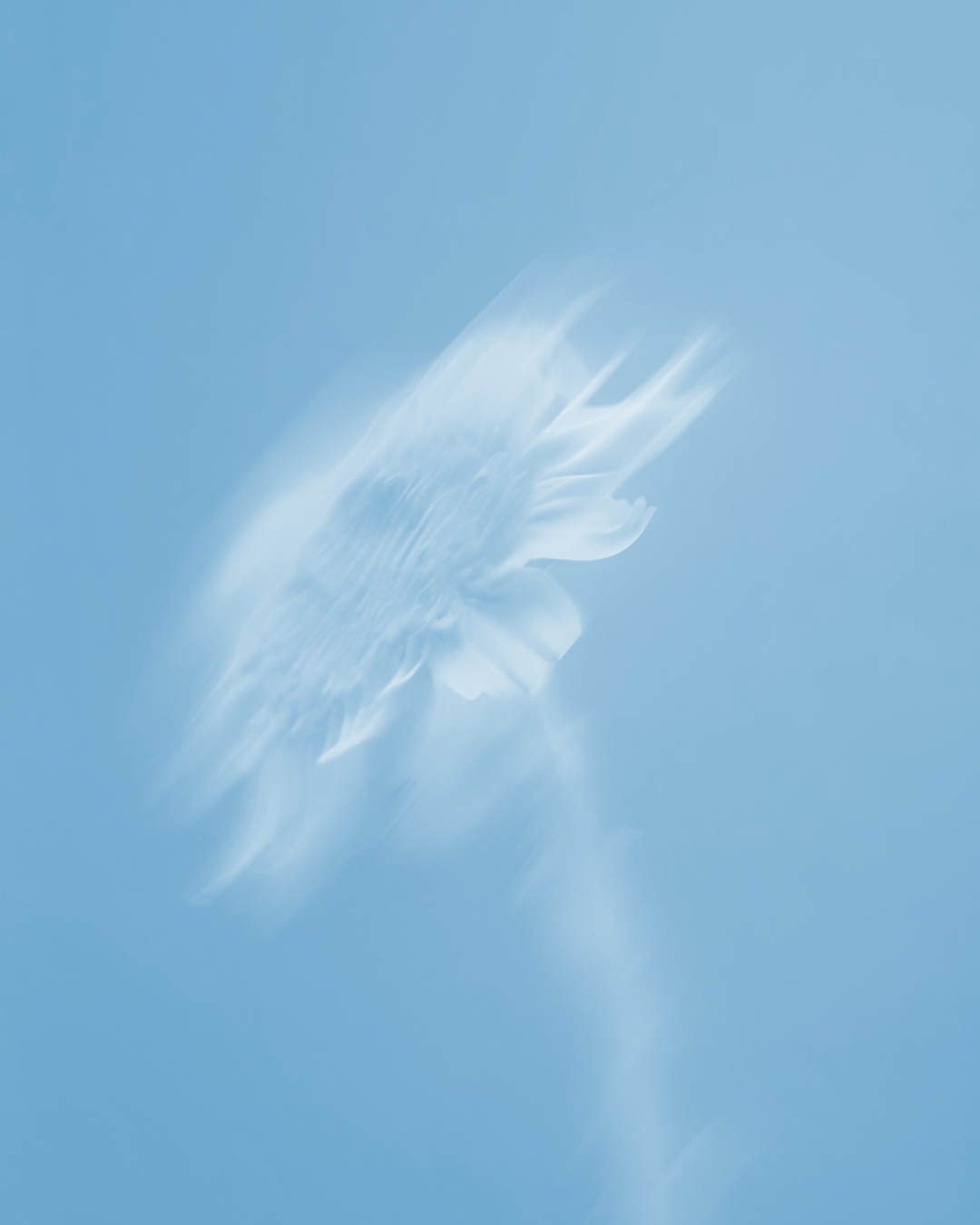 A close-up of a jellyfish swimming in the ocean, with a blue background and translucent body.
