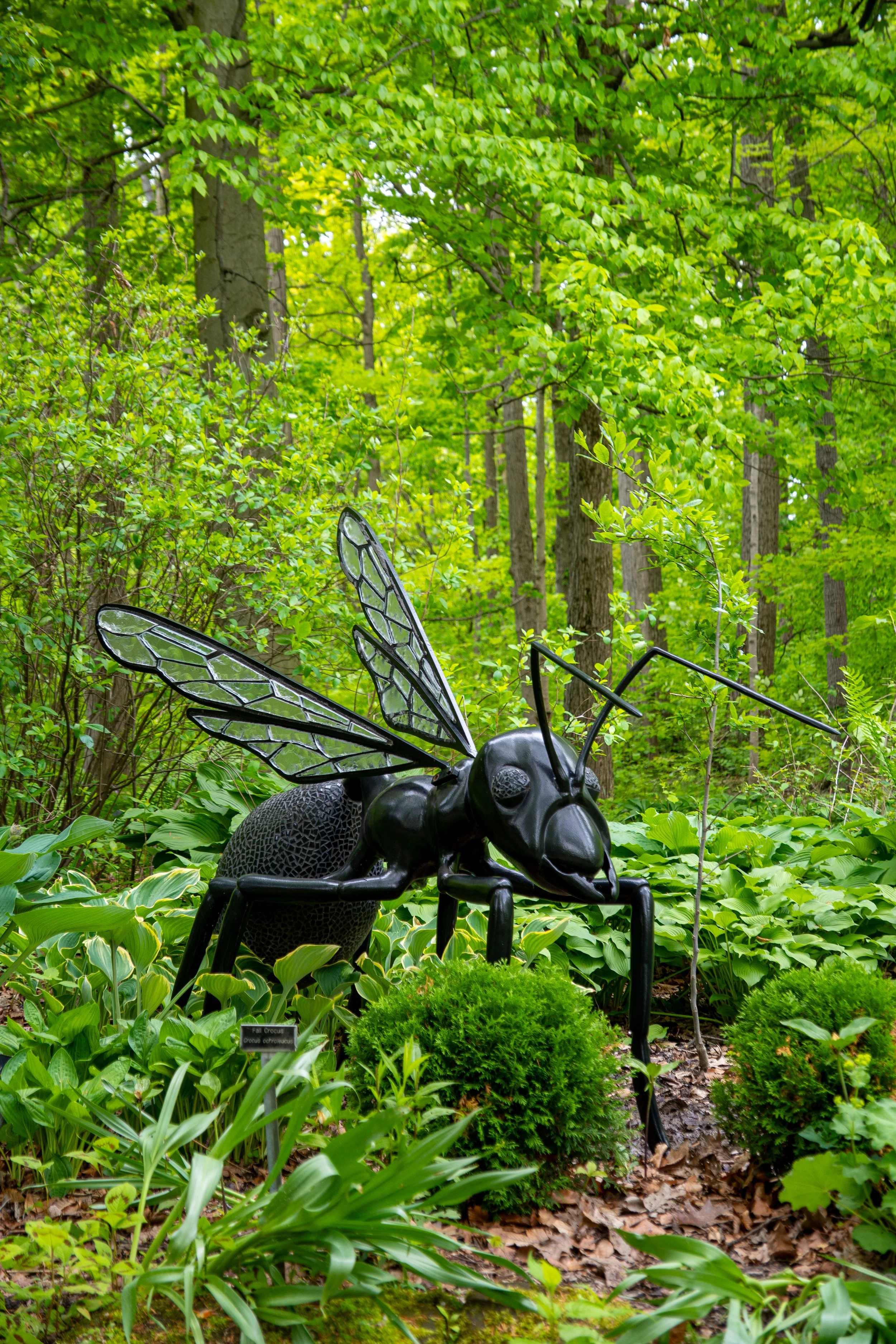 Giant Black Ant 1 of 2