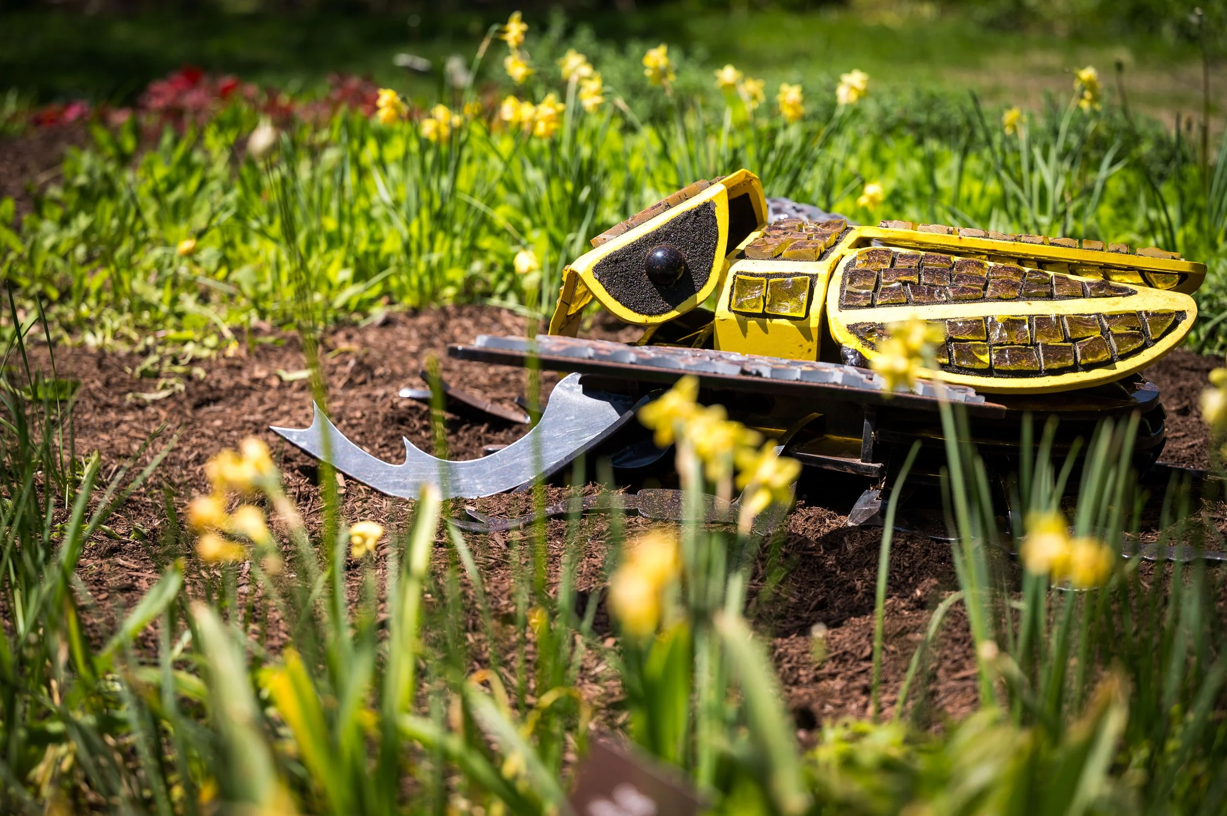 Yellow Stag Beetle (Side View)