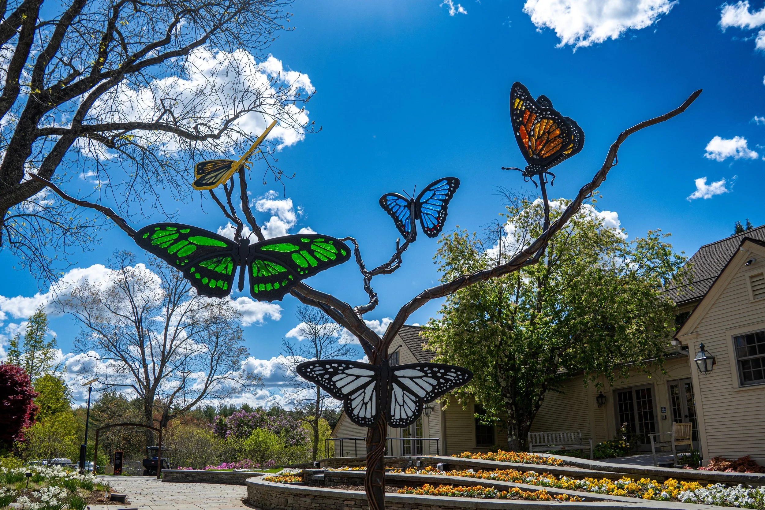 Butterfly Tree