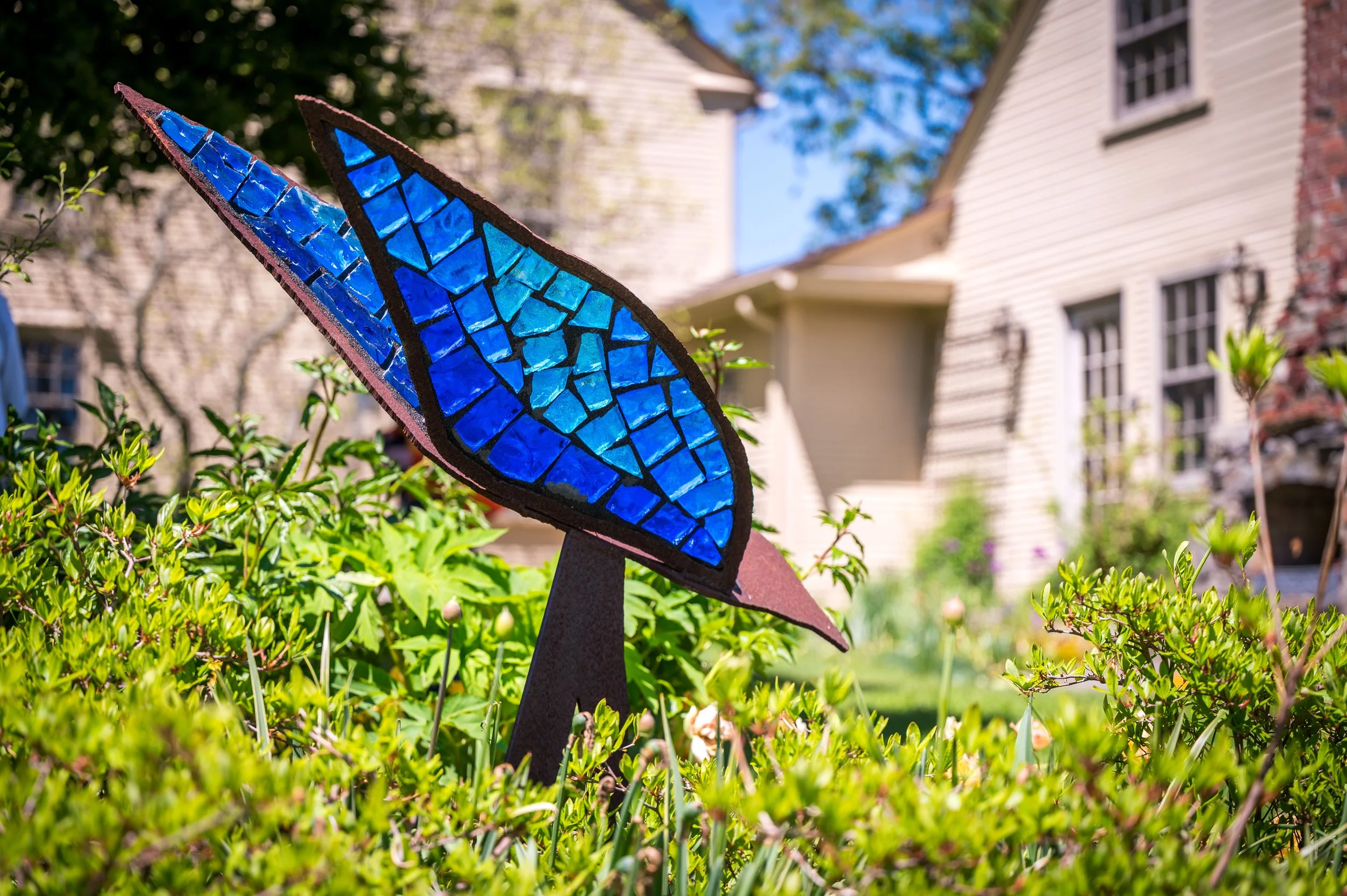 Blue Bird of Paradise