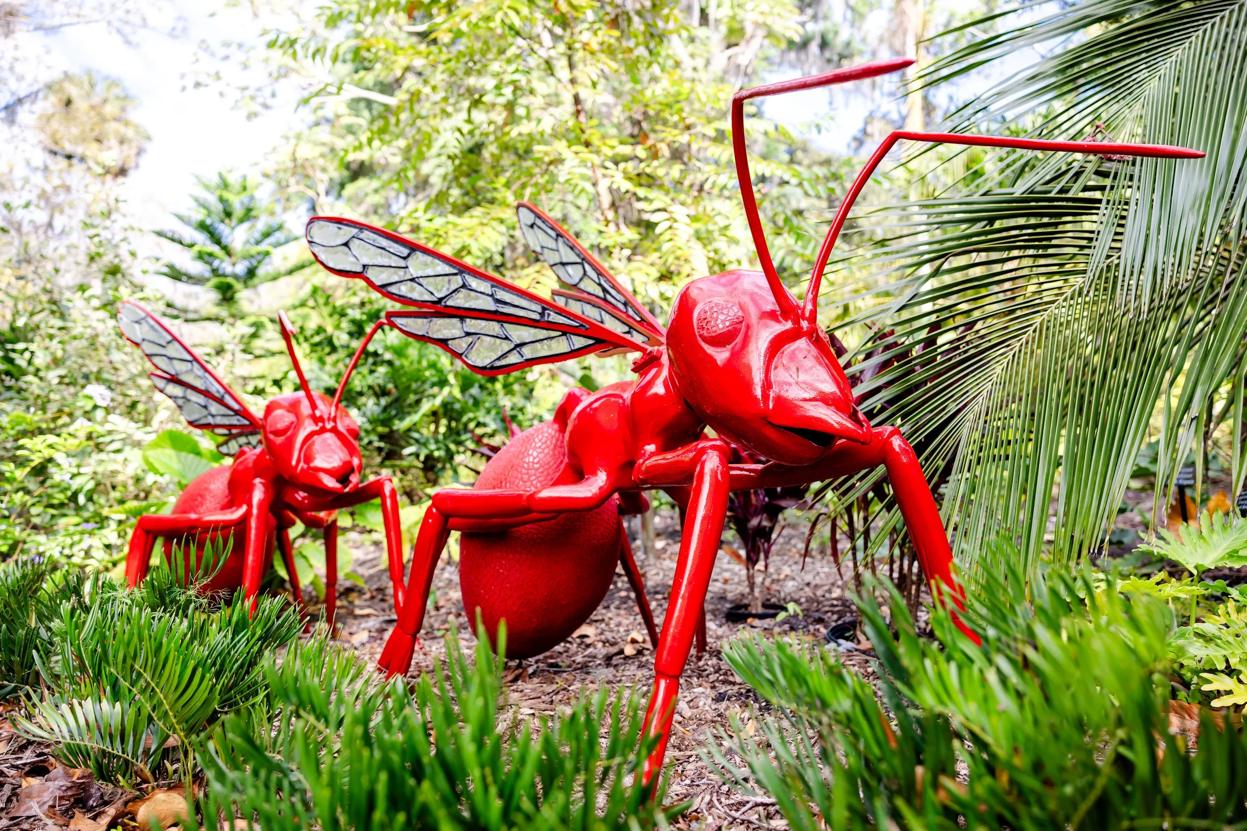 Giant Red Ant Duo