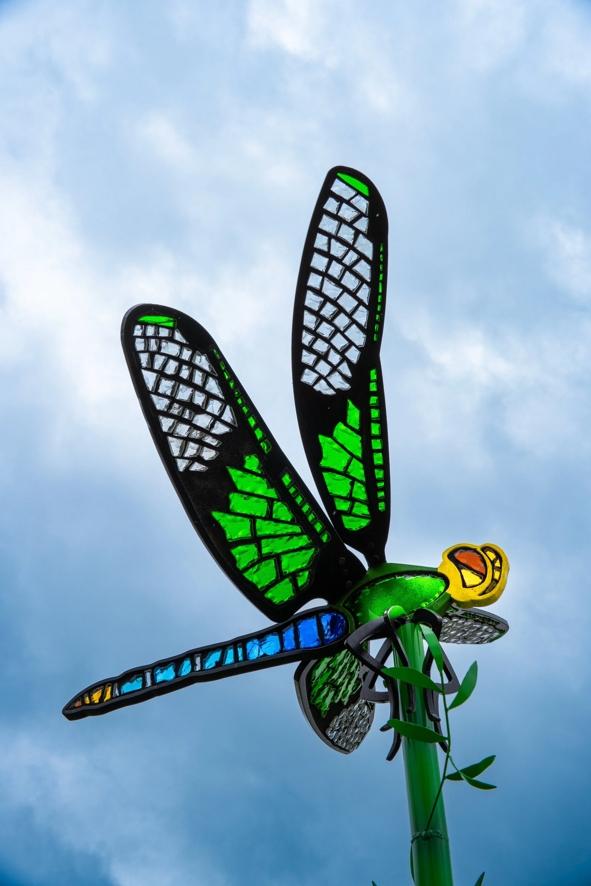 Common Green Darner