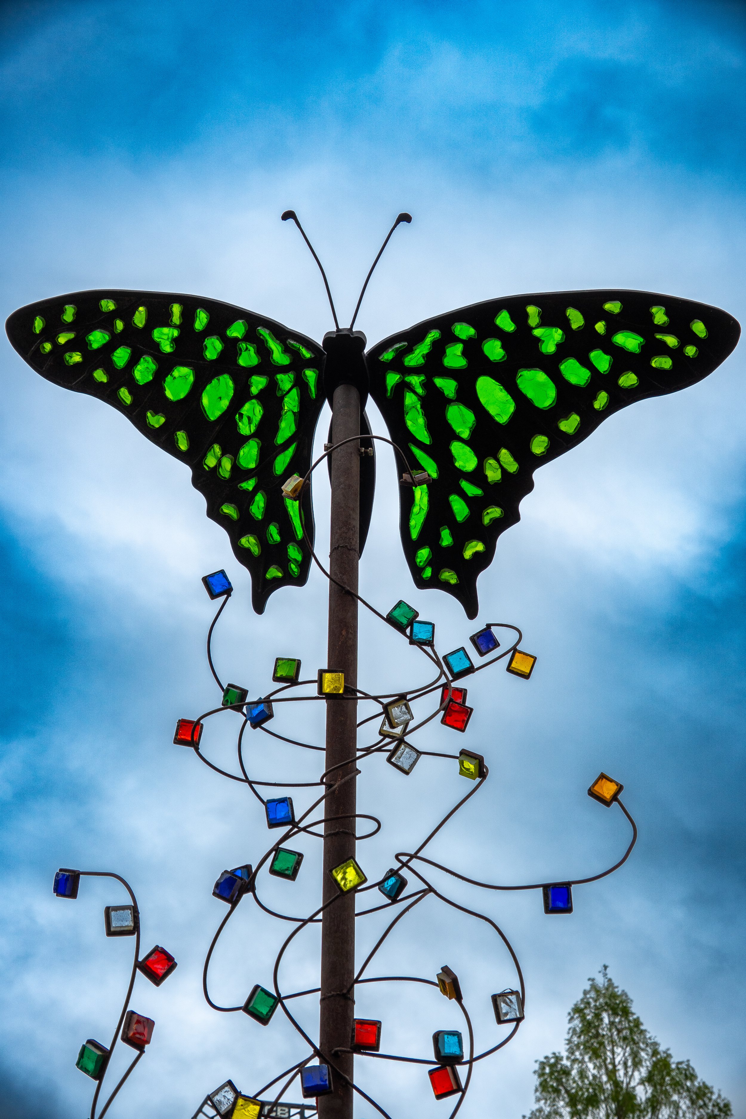 Tailed Jay Butterfly