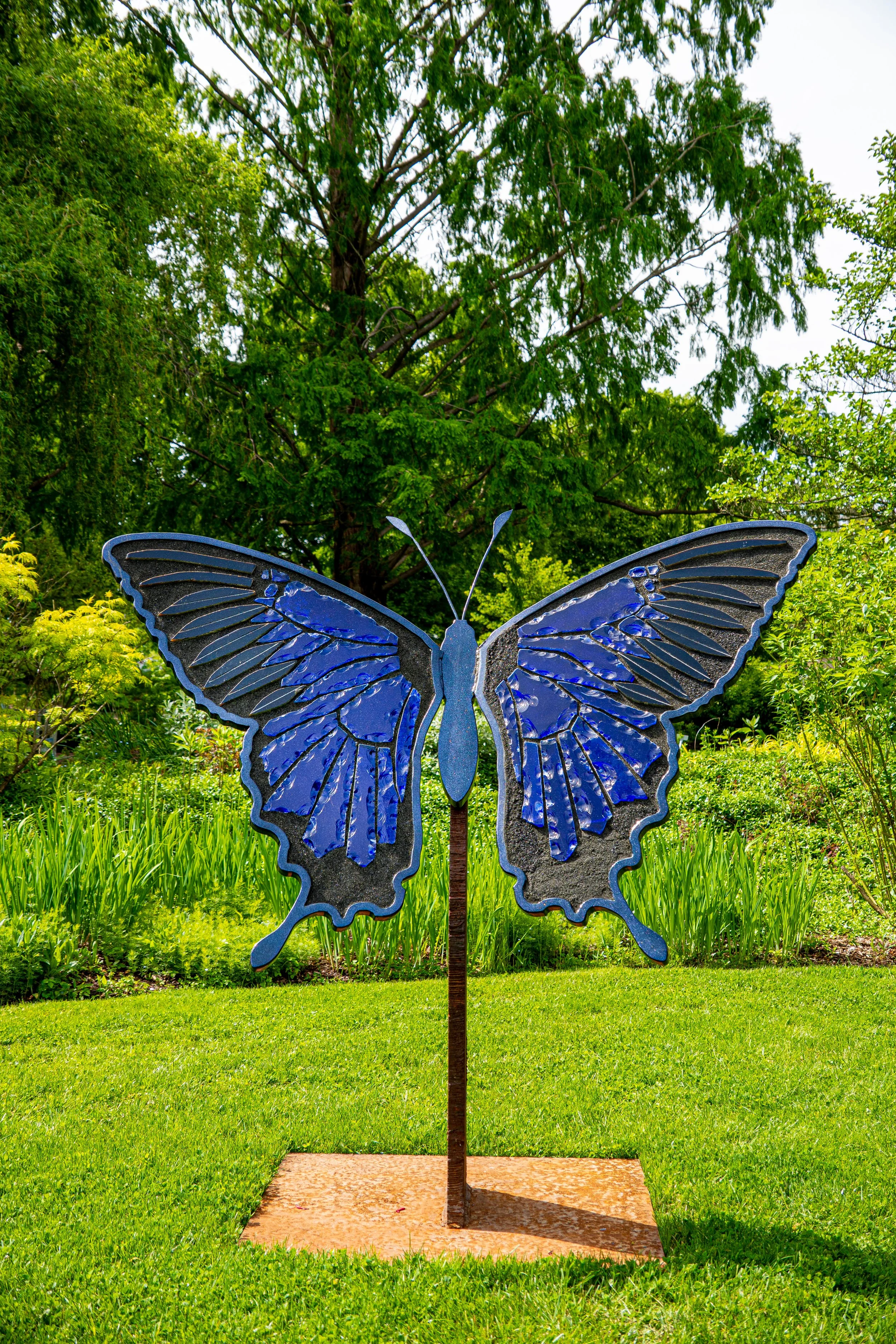 Blue Mountain Swallowtail Butterfly