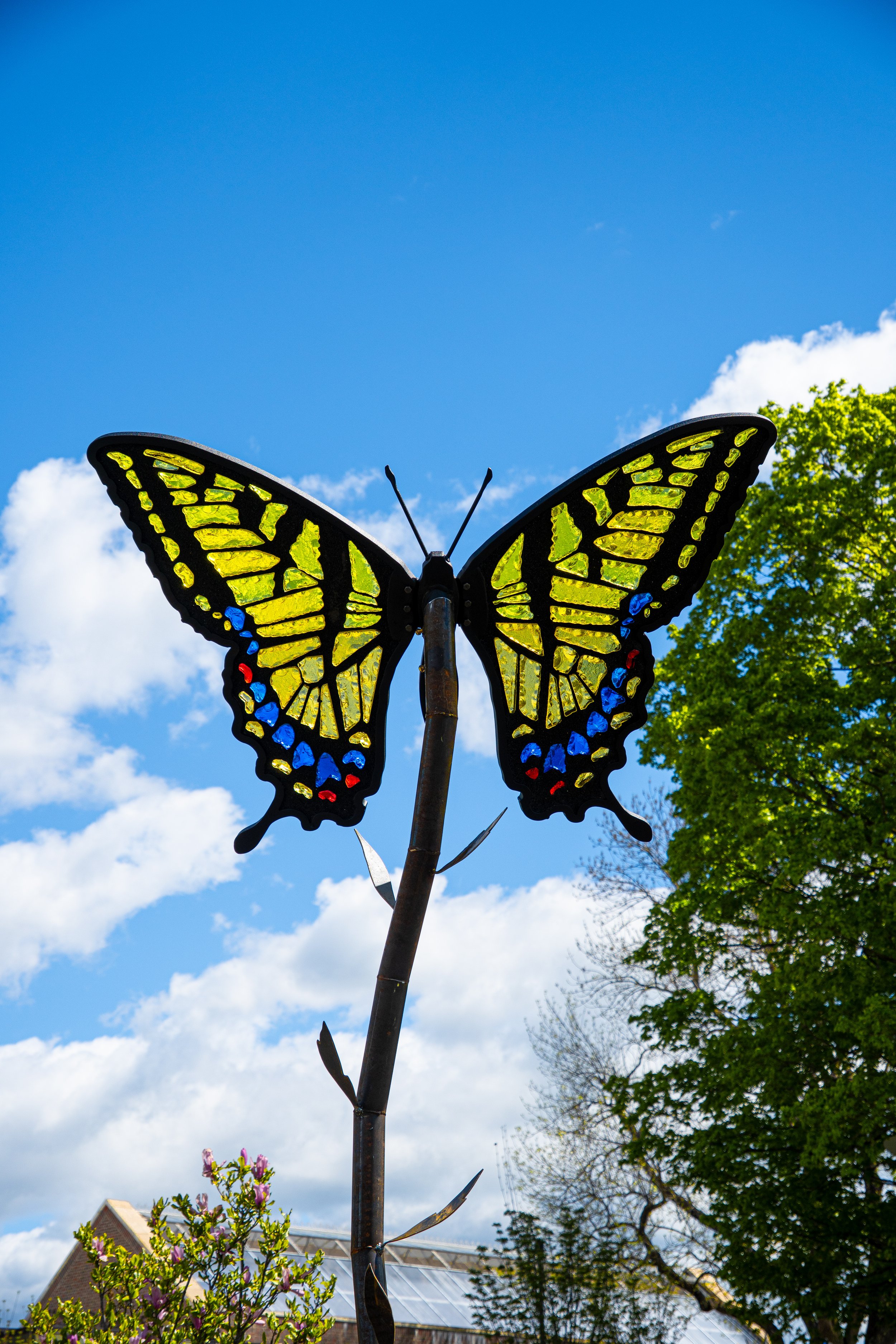 Eastern Tiger Swallowtail