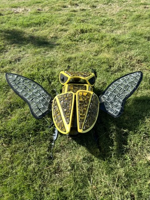 Yellow Stag Beetle (Top View)