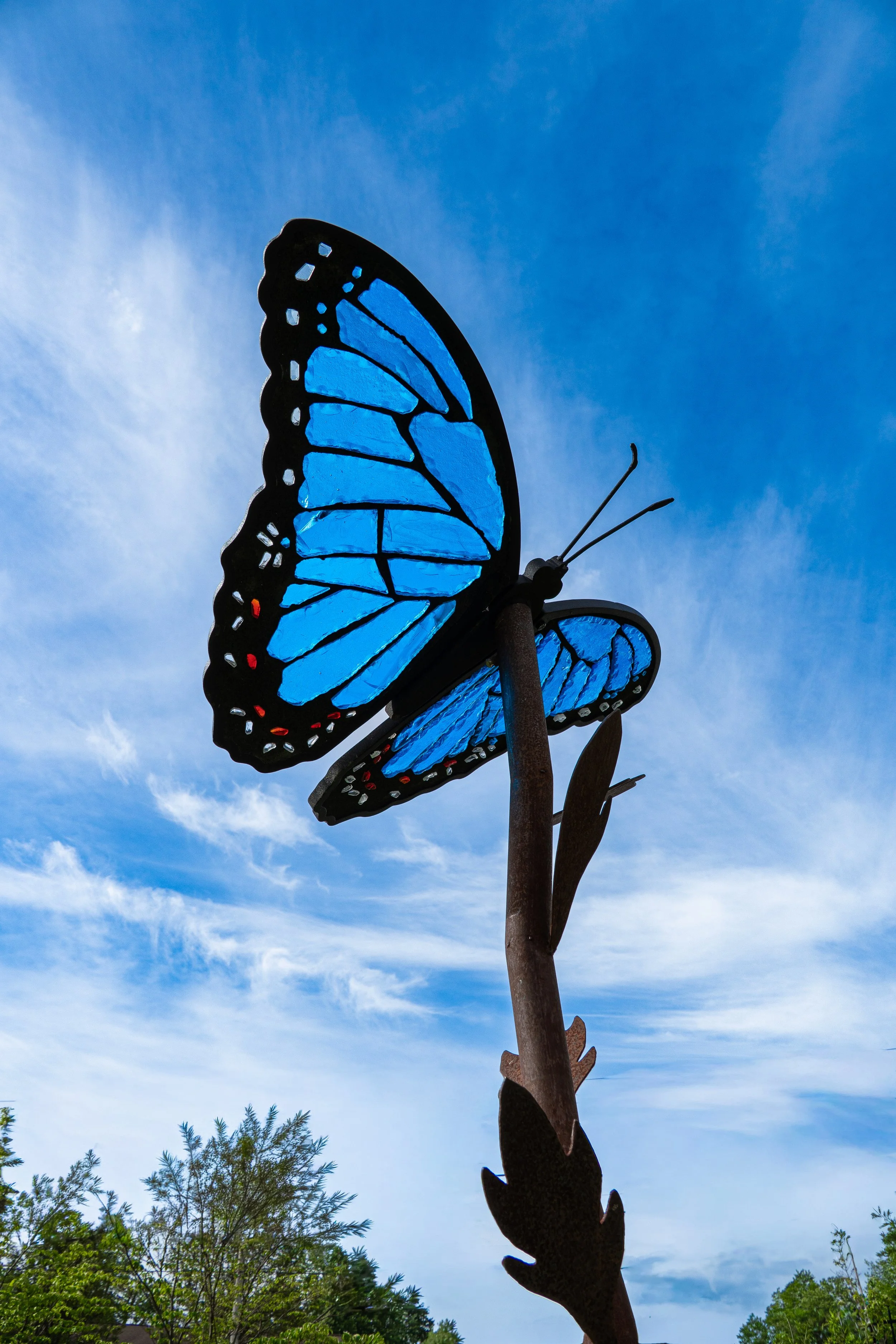 Blue Morpho Butterfly