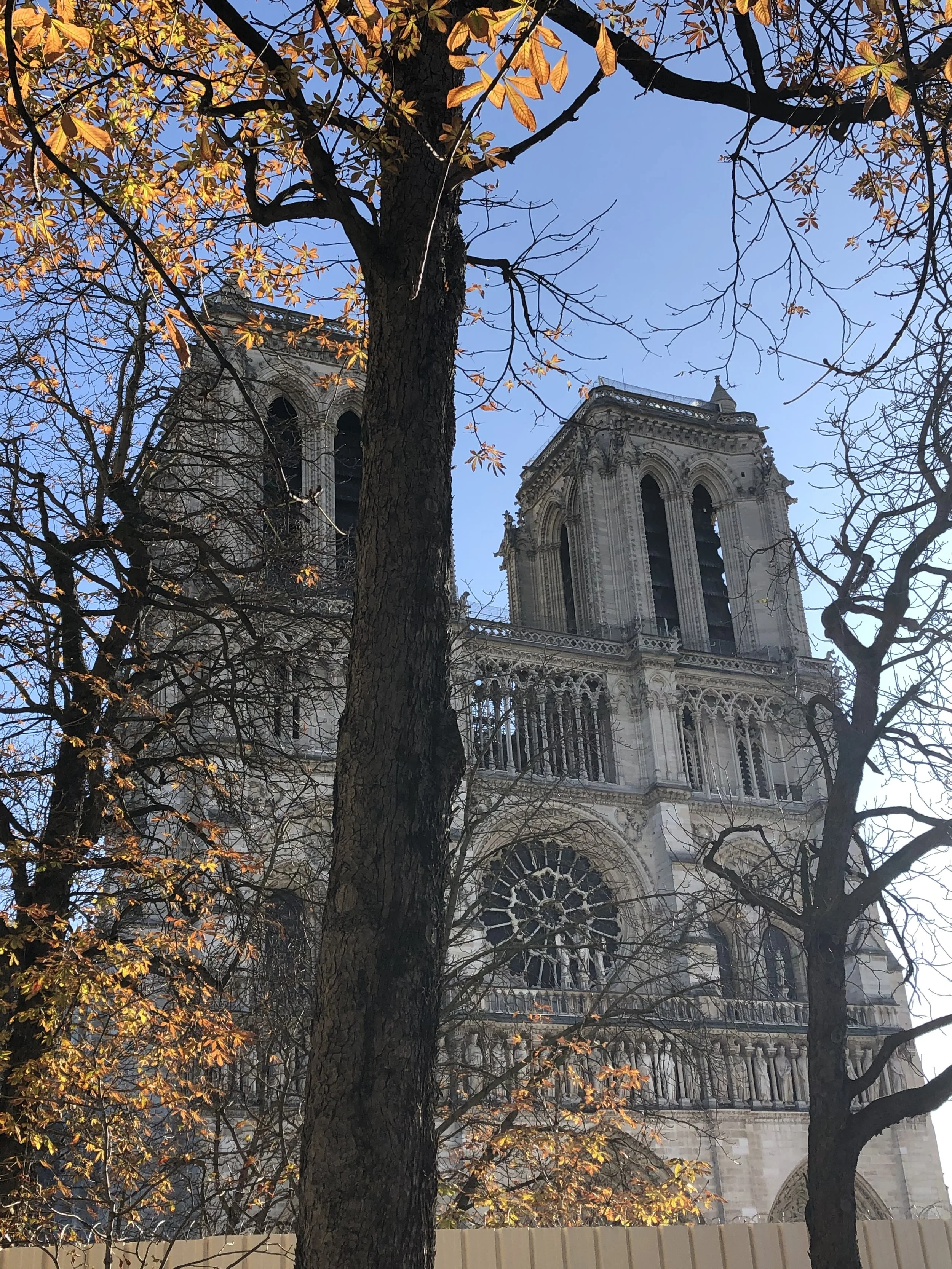 The image features the Notre Dame Cathedral in Paris, framed by leafless trees with some yellowish and orange fall foliage against a clear blue sky.