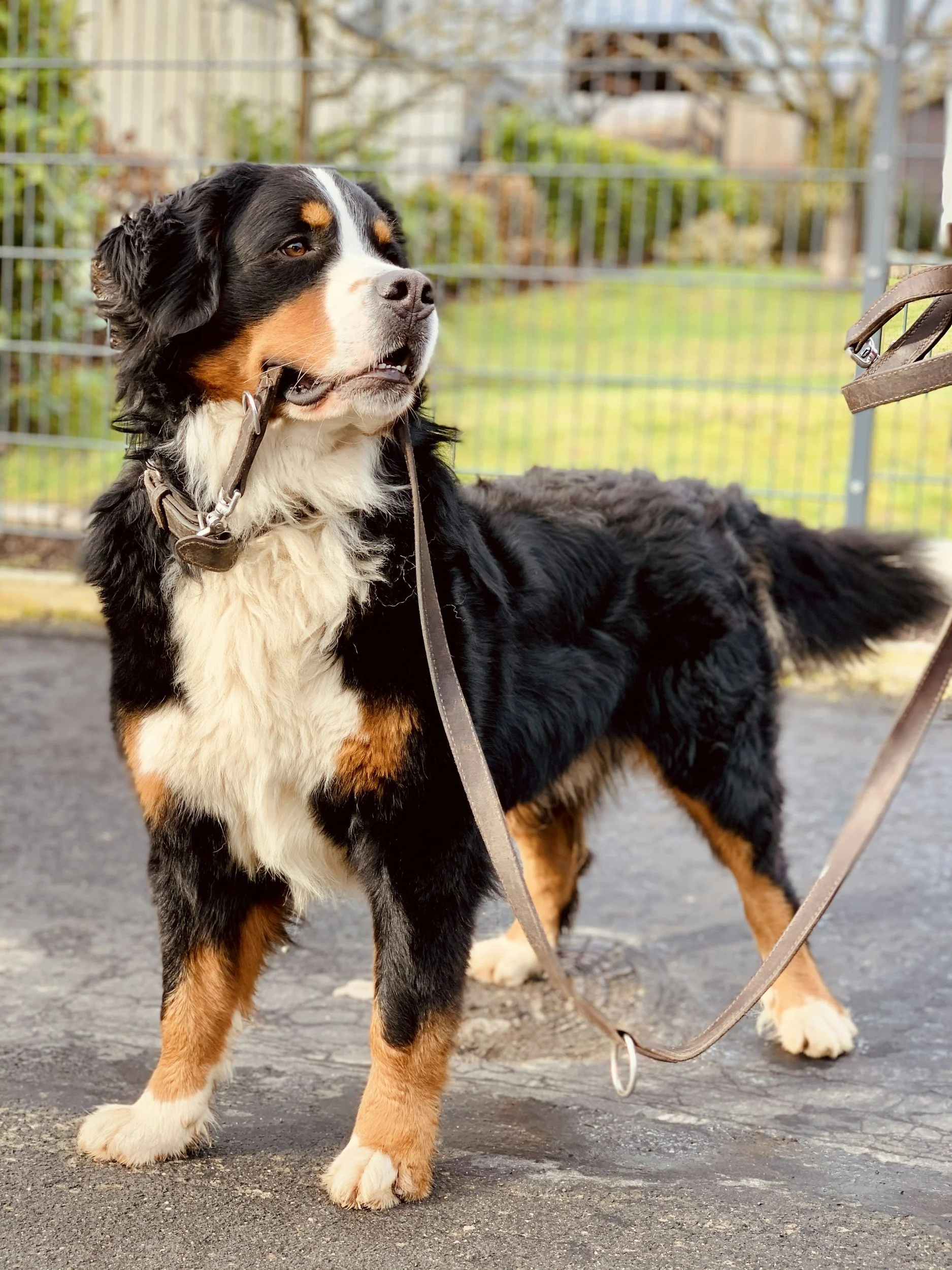A Bernese Mountain Dog standing outdoors on a paved surface, with a chain-link fence and some trees in the background.