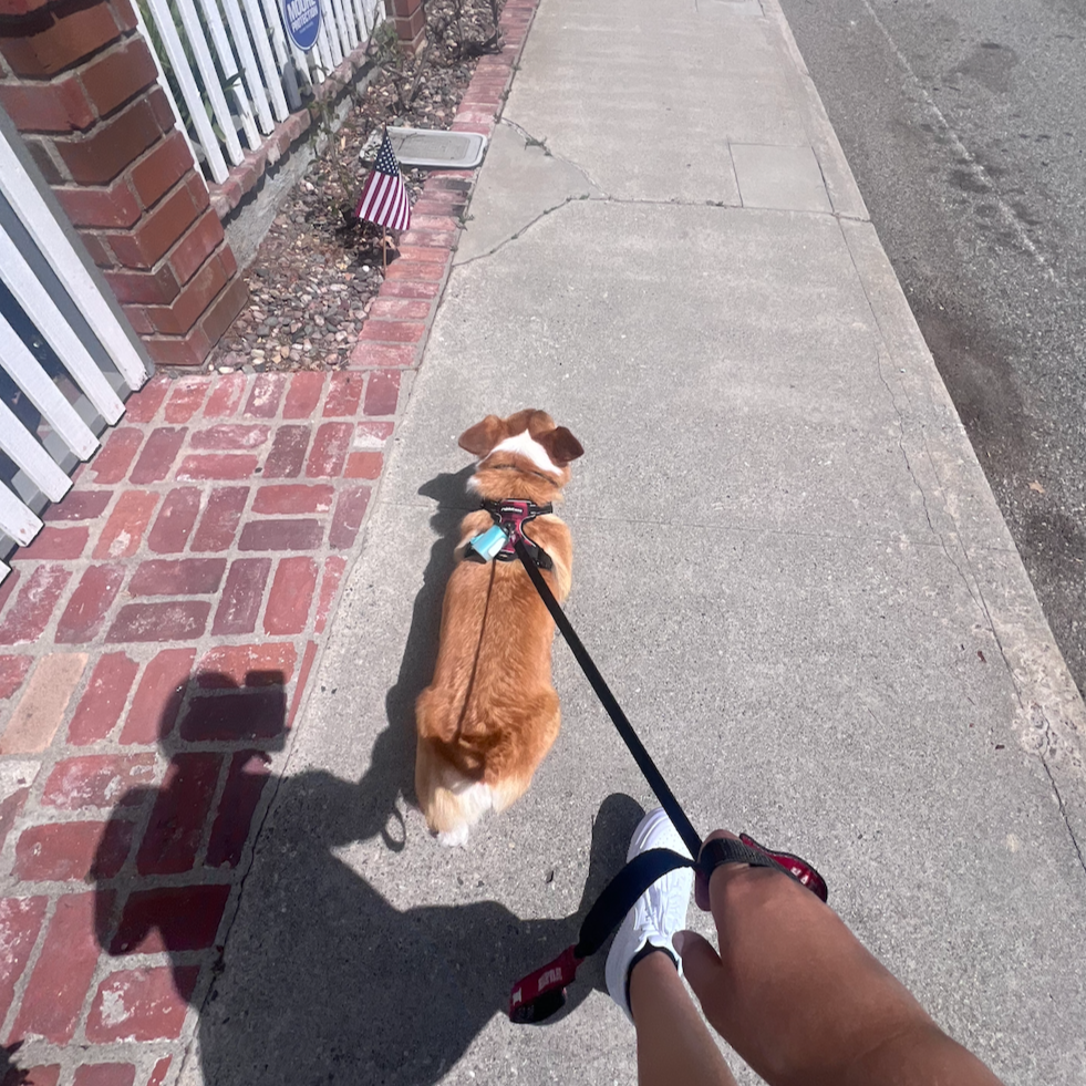 A person walking a dog on a leash along a sidewalk. The sidewalk has a brick section near a fence, and the dog is a small breed with brown and white fur. A small American flag is planted in the ground near the fence.