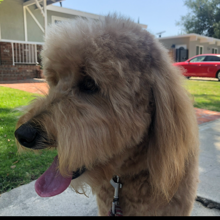 Close-up of a fluffy, light-colored dog with its tongue out, standing outdoors on a sidewalk with grass, residential houses, and a red car in the background.