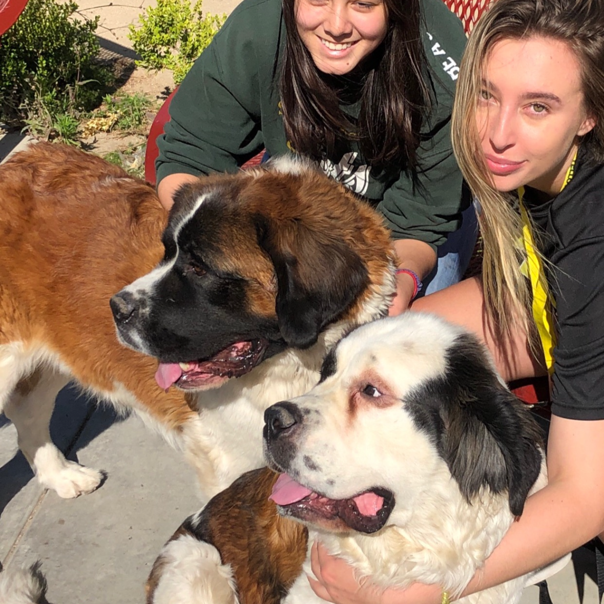 Two women with two large dogs outside, smiling and petting the dogs, with greenery and a sidewalk in the background.