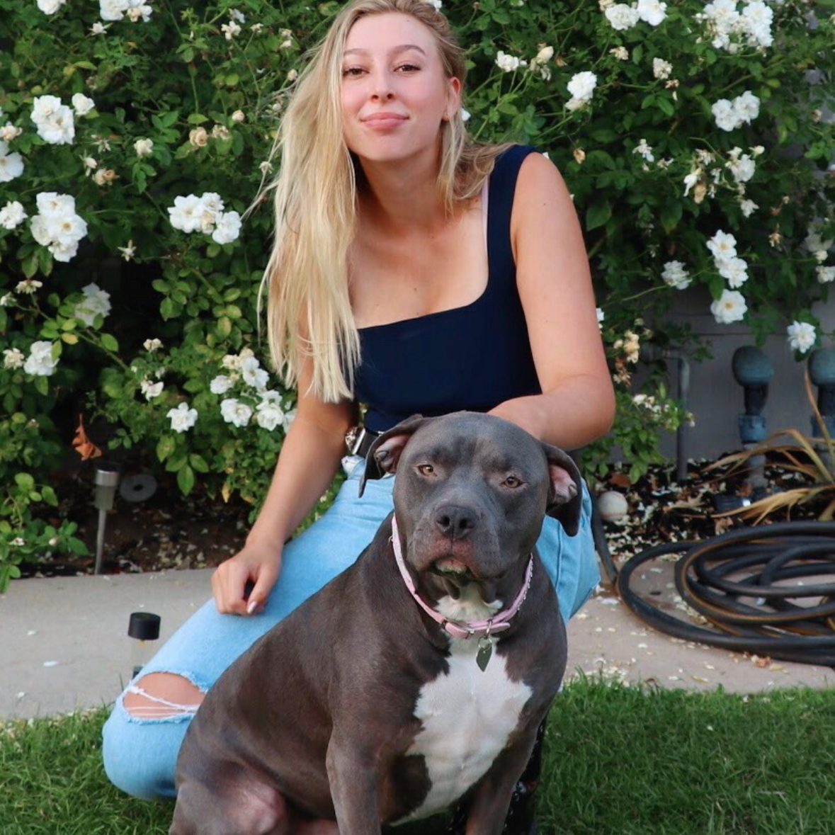 A woman with long blonde hair wearing a black top and ripped blue jeans sitting on the grass in front of a bush with white flowers, with a gray and white pit bull dog in front of her.
