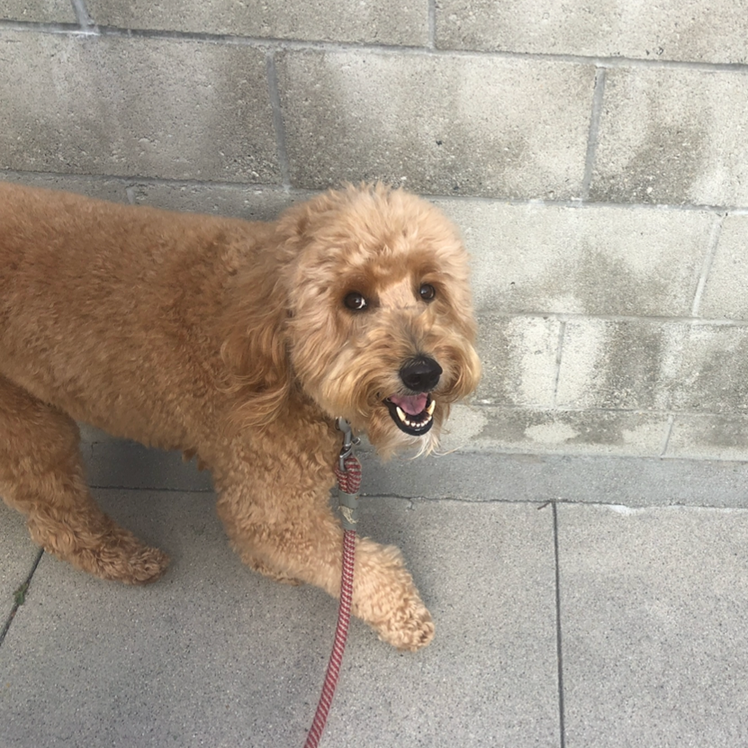 A tan curly-haired dog sitting on a concrete floor next to a gray brick wall, looking at the camera with an open mouth.