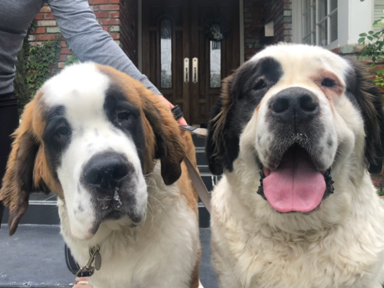 Two Saint Bernard dogs standing outside in front of a house with a brick wall and porch, one with a slightly sad expression and the other smiling with tongue out.