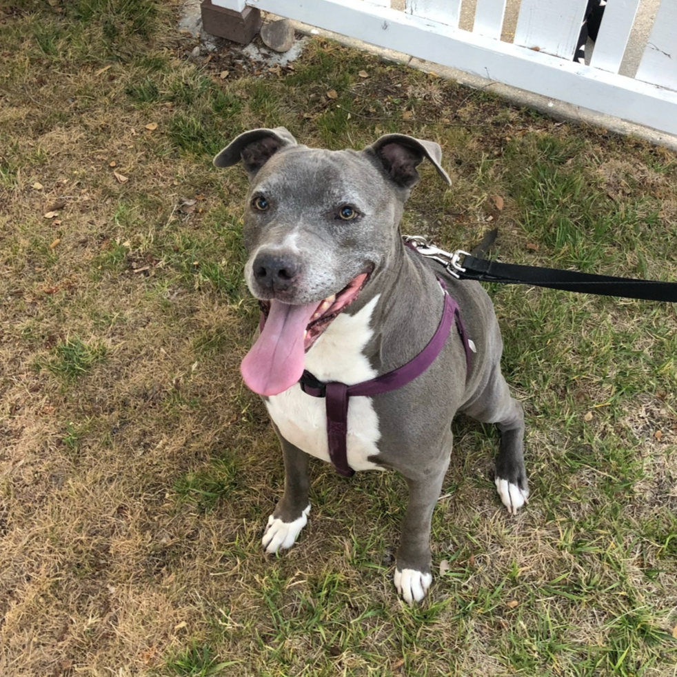 A happy gray and white dog sitting on grass near a white fence, panting with tongue out, wearing a purple harness and leash.