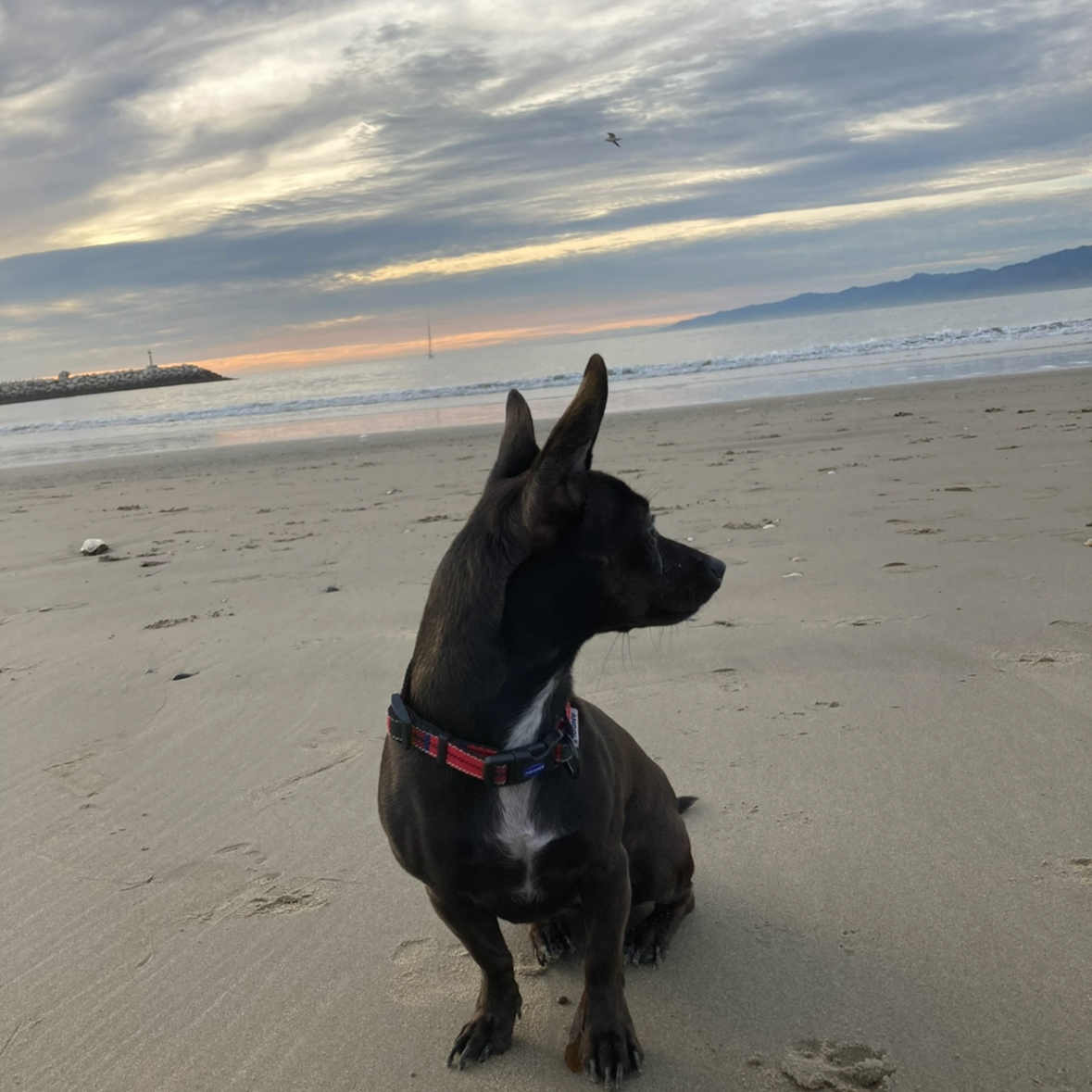 A puppy with black and brown fur and large ears sitting on a sandy beach at sunset, with the ocean, a sailboat, and mountains in the background.