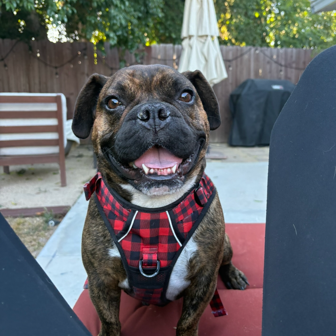 A happy brindle French Bulldog wearing a red and black checkered harness, sitting outdoors on a red cushion, with a backyard fence, wooden bench, patio furniture, and a closed umbrella in the background.