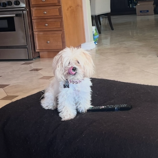 A fluffy white dog sitting on a black rug in a kitchen, licking its nose with a remote control nearby.