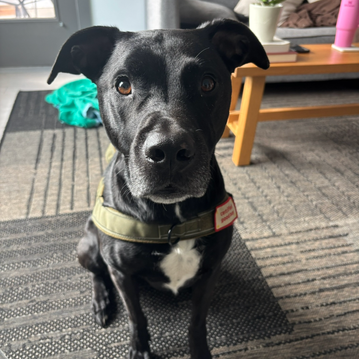A black dog with a white patch on its chest sitting indoors, looking directly at the camera. The dog is wearing a harness and has a curious expression. Background includes a wooden table, a plant, and a door.