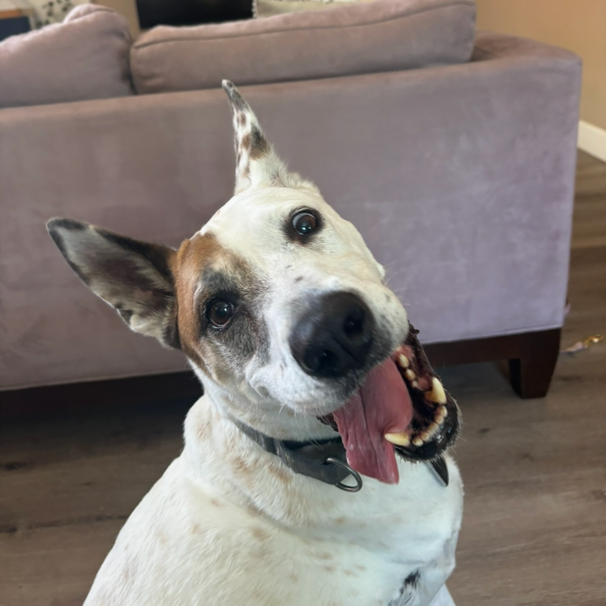 Happy dog with one ear up and tongue out inside a home.