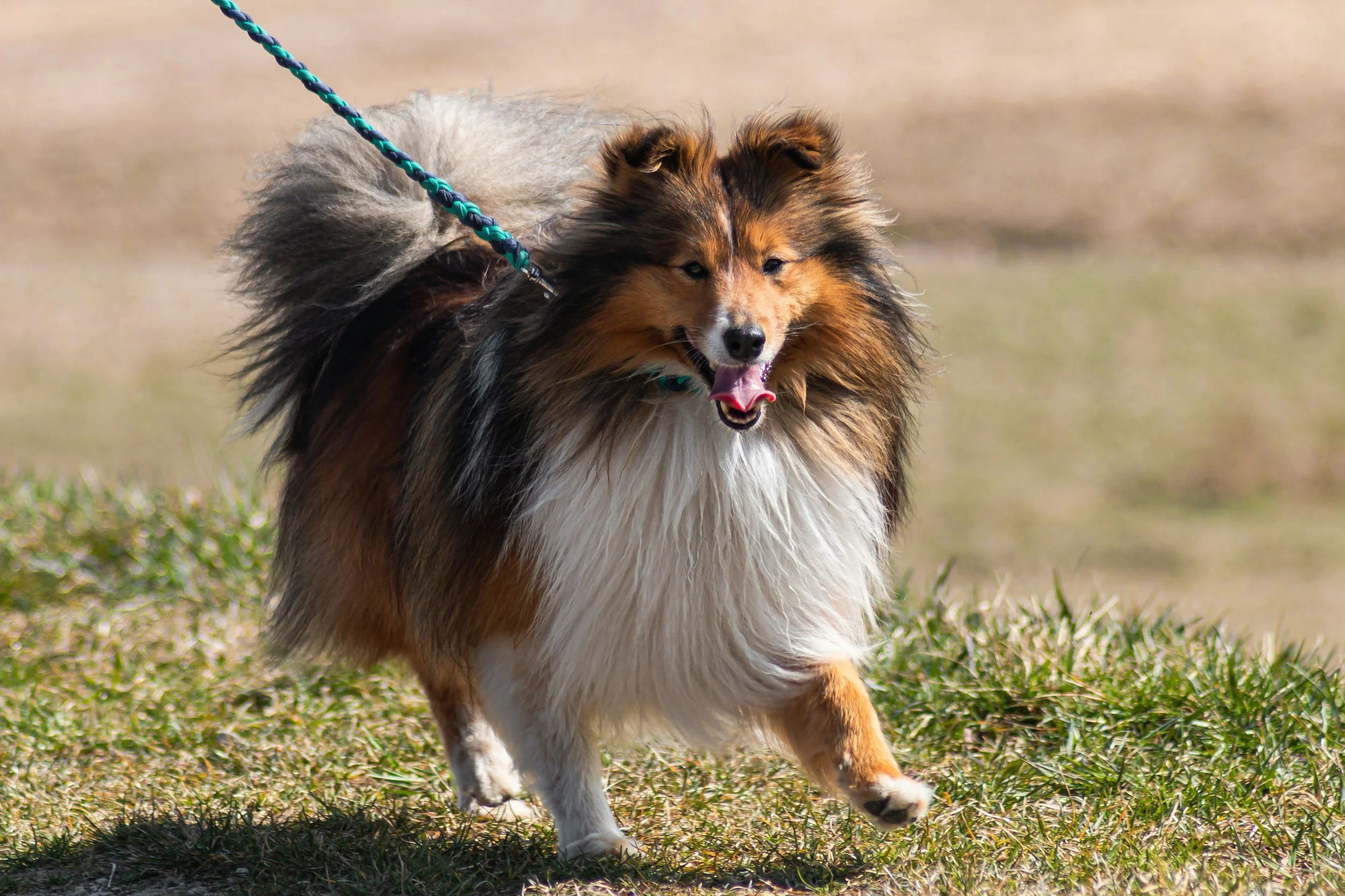 A Shetland sheepdog running outdoors on grass, tethered with a blue and green leash.