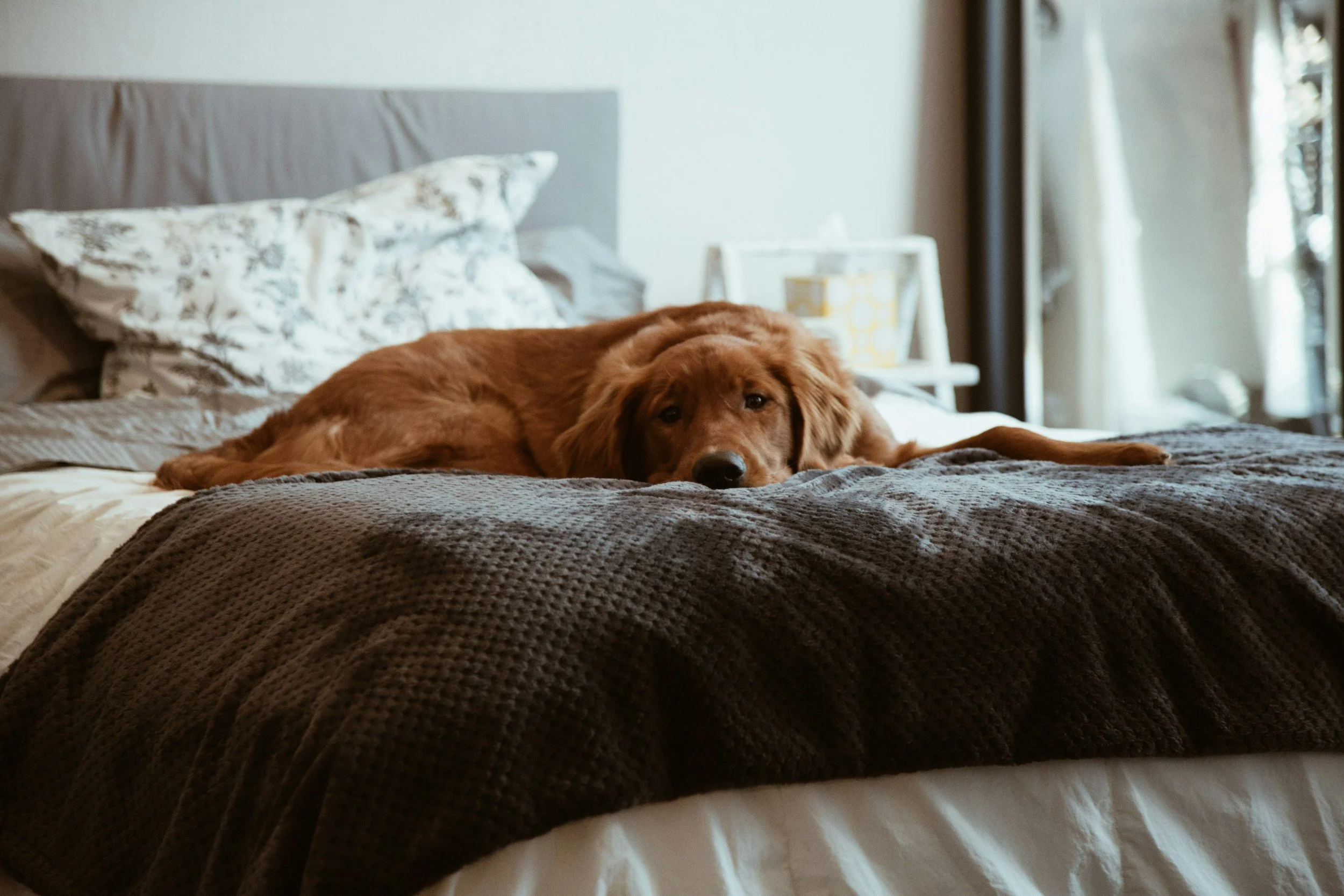 A golden retriever dog lying on a bed with beige and floral sheets, in a room with sunlight coming through a window.