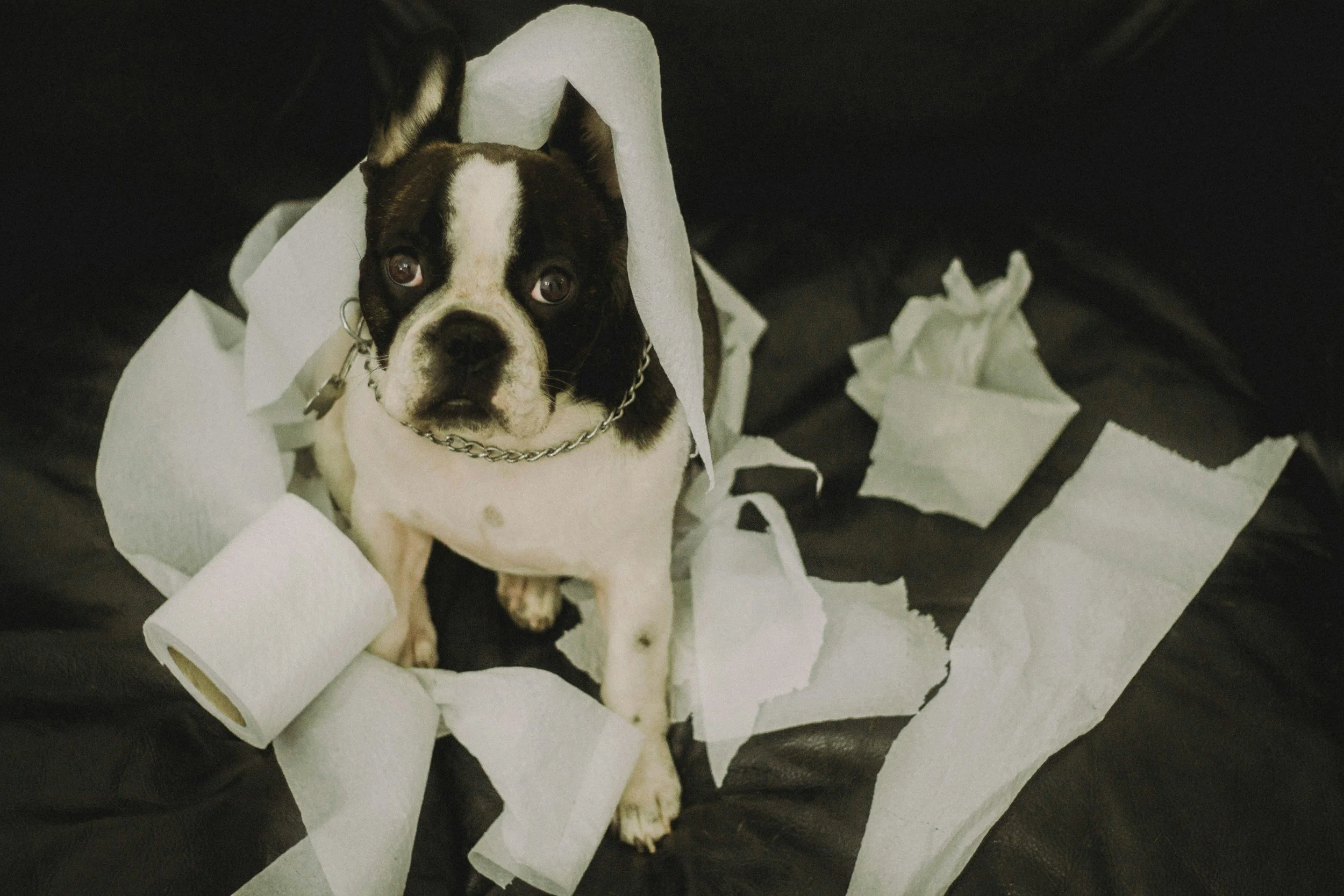 A small black and white dog with a chain collar, surrounded by torn pieces of white paper on a dark surface.