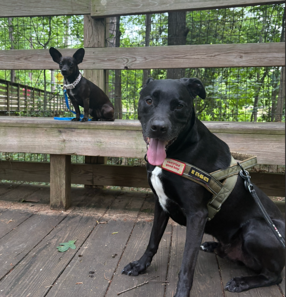 Two dogs on a wooden deck, one sitting on a bench and the other sitting on the floor. The dog in the foreground is black with a white chest, wearing a harness and a tag that reads "certified good boy." The dog in the background is small, black with large ears, and wearing a collar and leash. The deck is surrounded by trees and foliage.