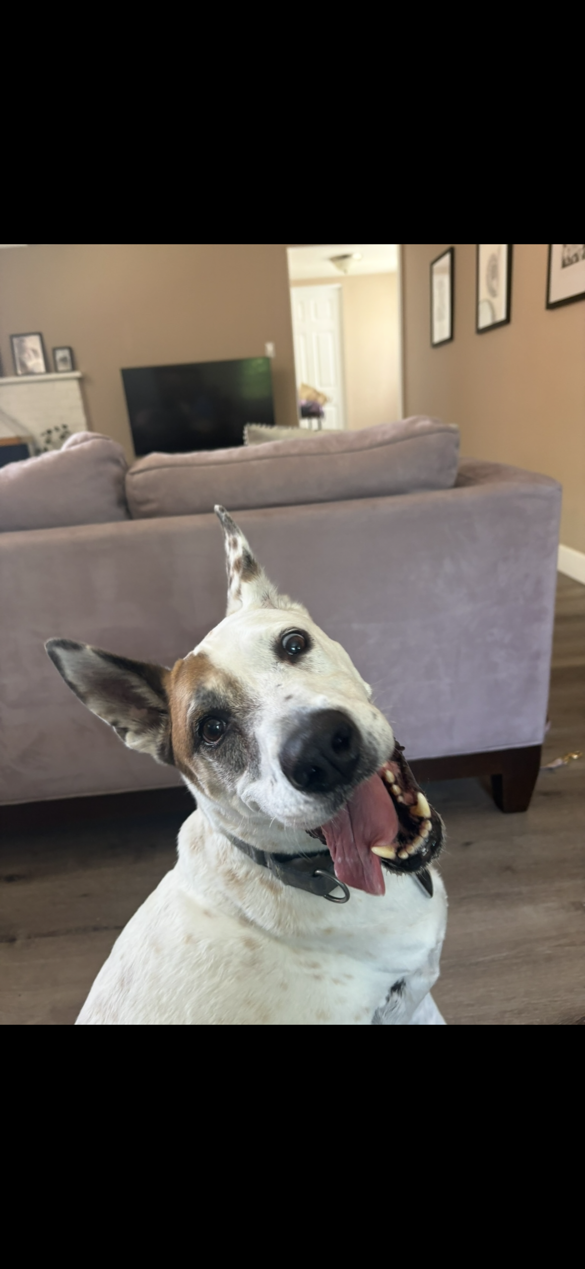 Happy dog with tongue out sitting on wooden floor in living room, with pink sofa and TV in the background.