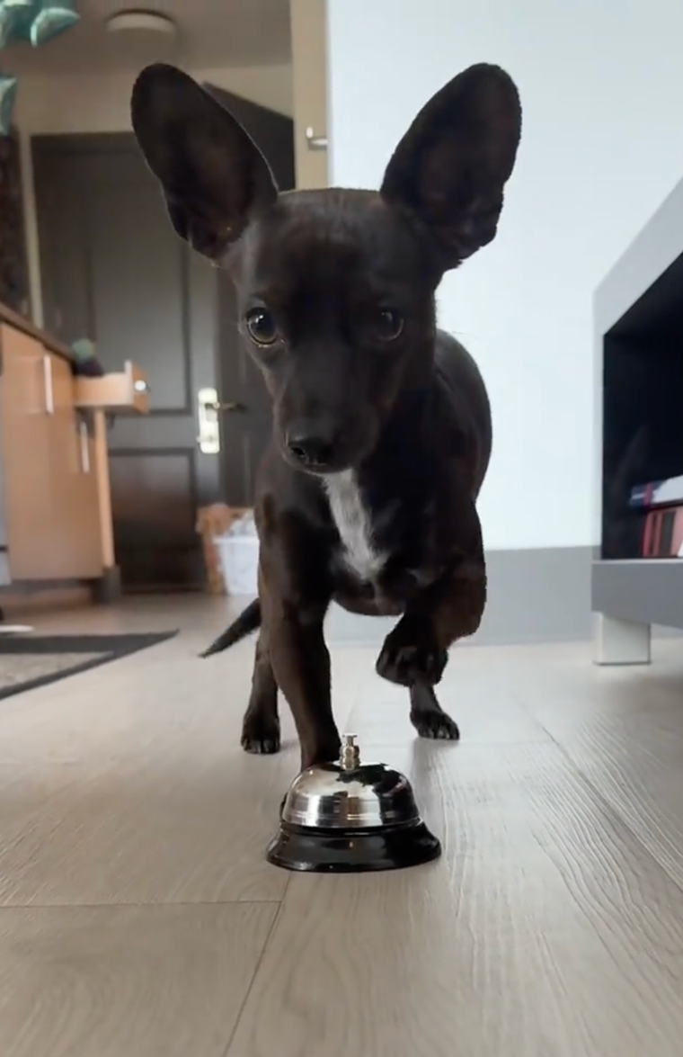 Small black dog with large ears walking on a wooden floor towards the camera, with a bell on the ground in front of it, inside a room with furniture and a closed door in the background.