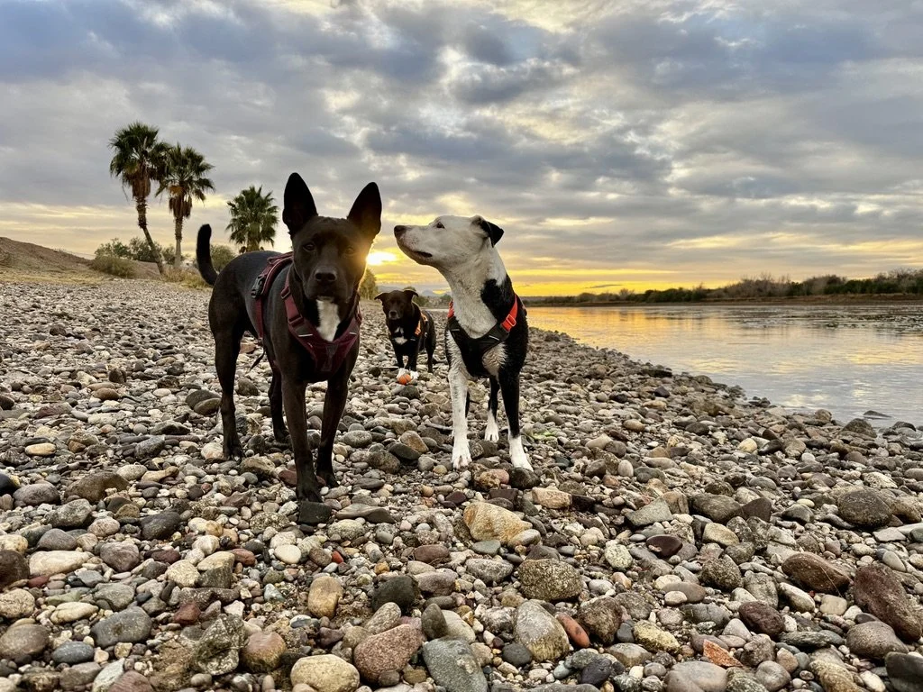 Off-Leash Freedom and Emotional Wellbeing