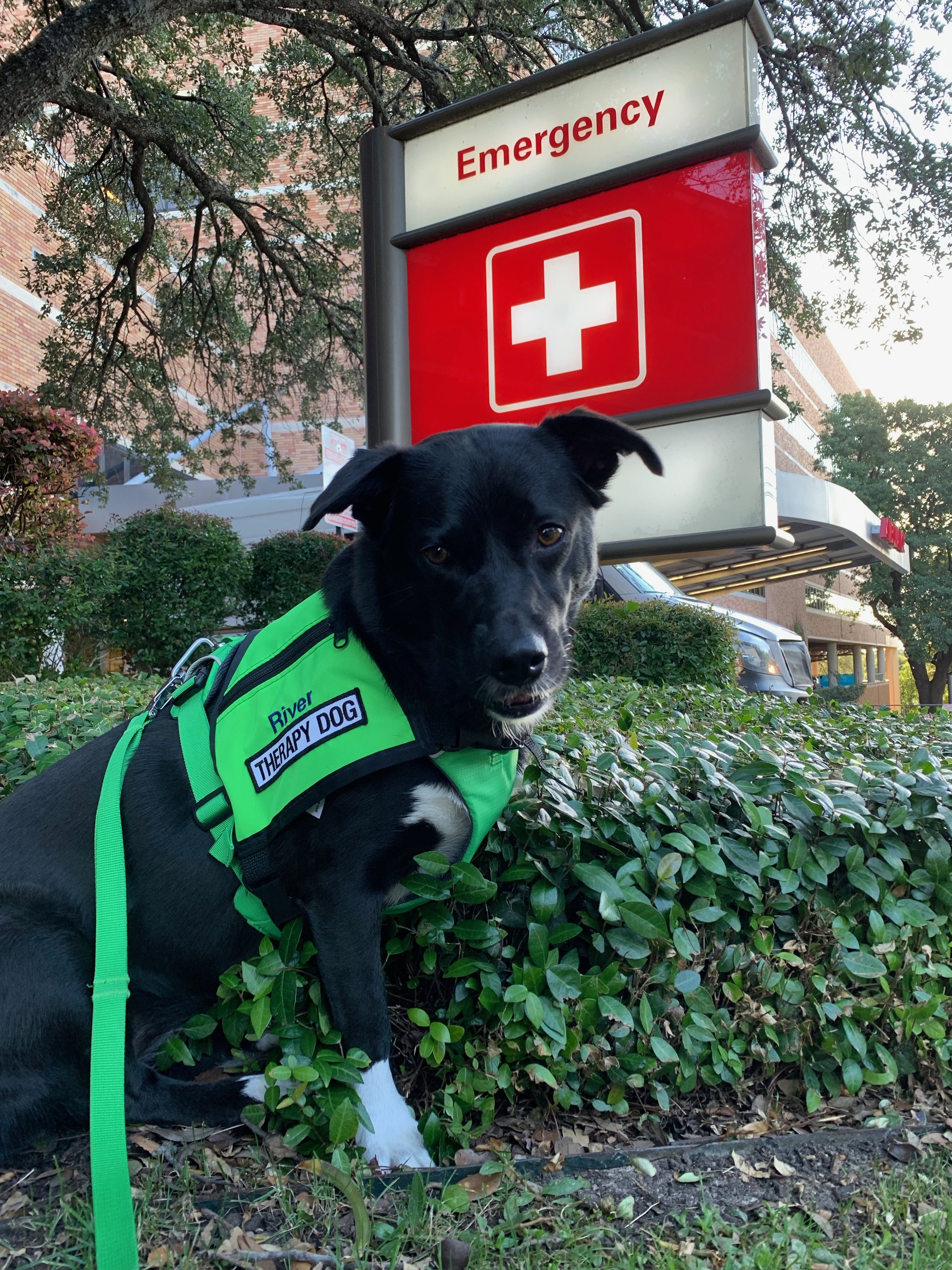 A black and white dog wearing a bright green harness labeled 'River Therapy Dog' sitting on bushes in front of a hospital emergency sign.