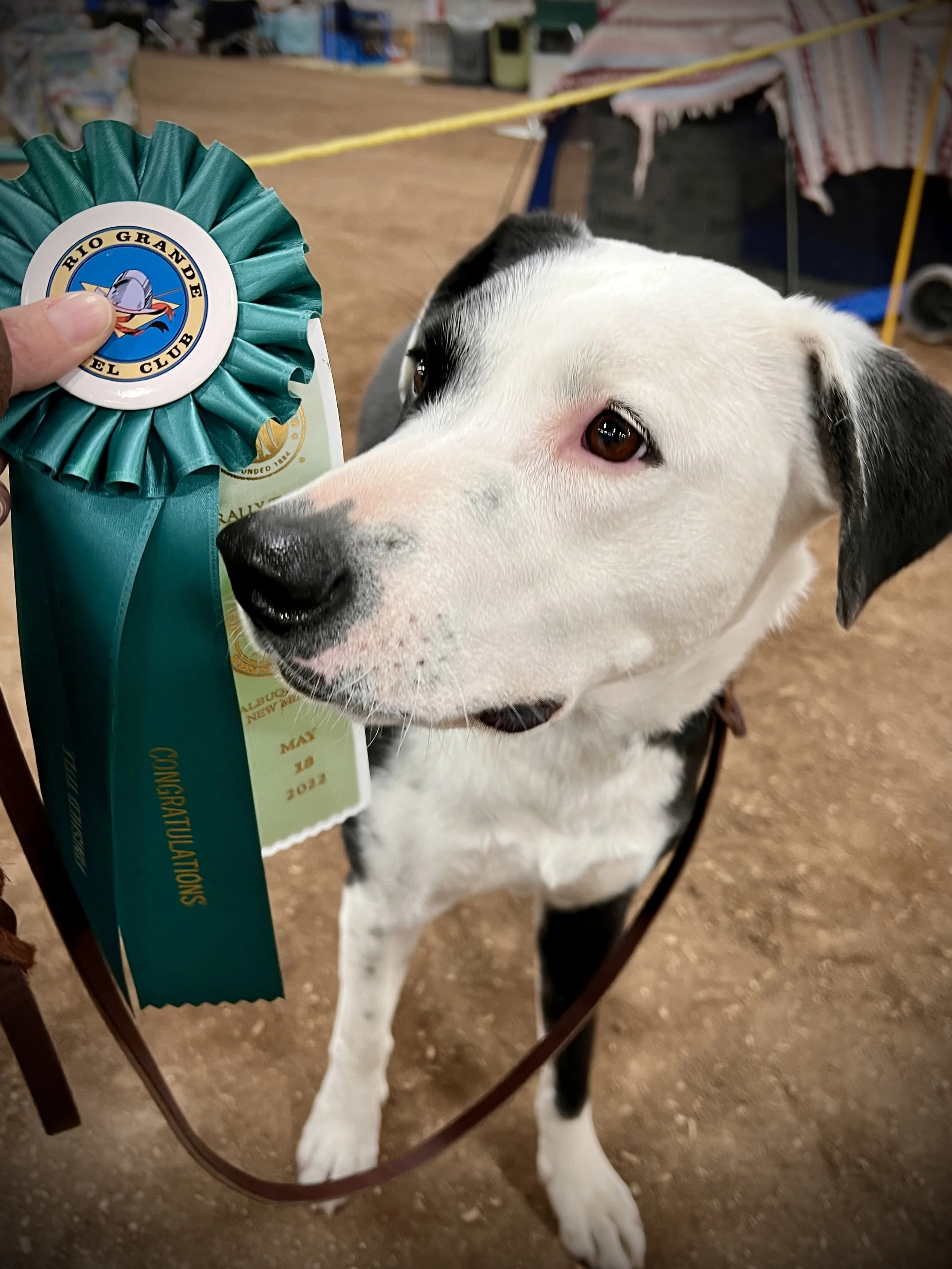A black and white dog with brown eyes looking at a teal ribbon award that has a logo with a spaceship and a ribbon that reads 'CONGRATULATIONS'. The dog is sitting on a brown floor, with a chair in the foreground and a blurred background of shelves and a table with a tablecloth.