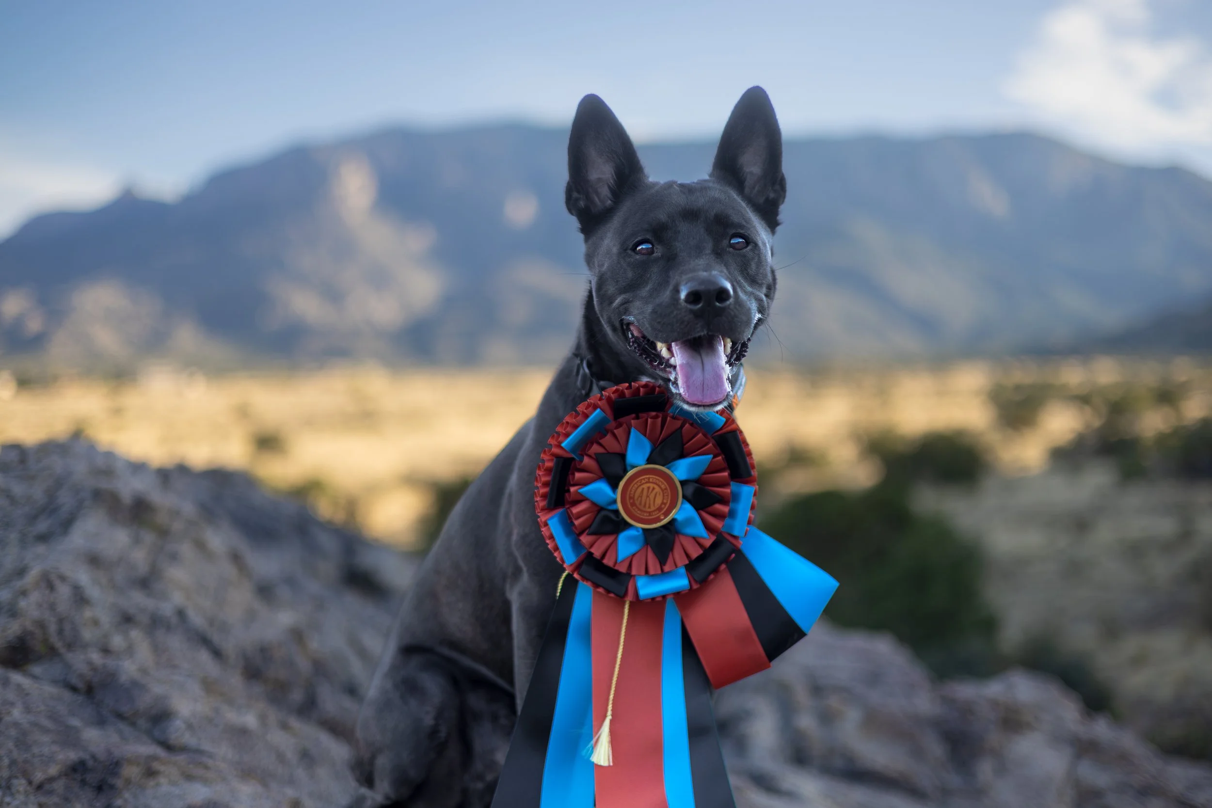 A black dog with large ears and a pink tongue sticking out, wearing a colorful rosette ribbon, standing outdoors with mountains in the background.