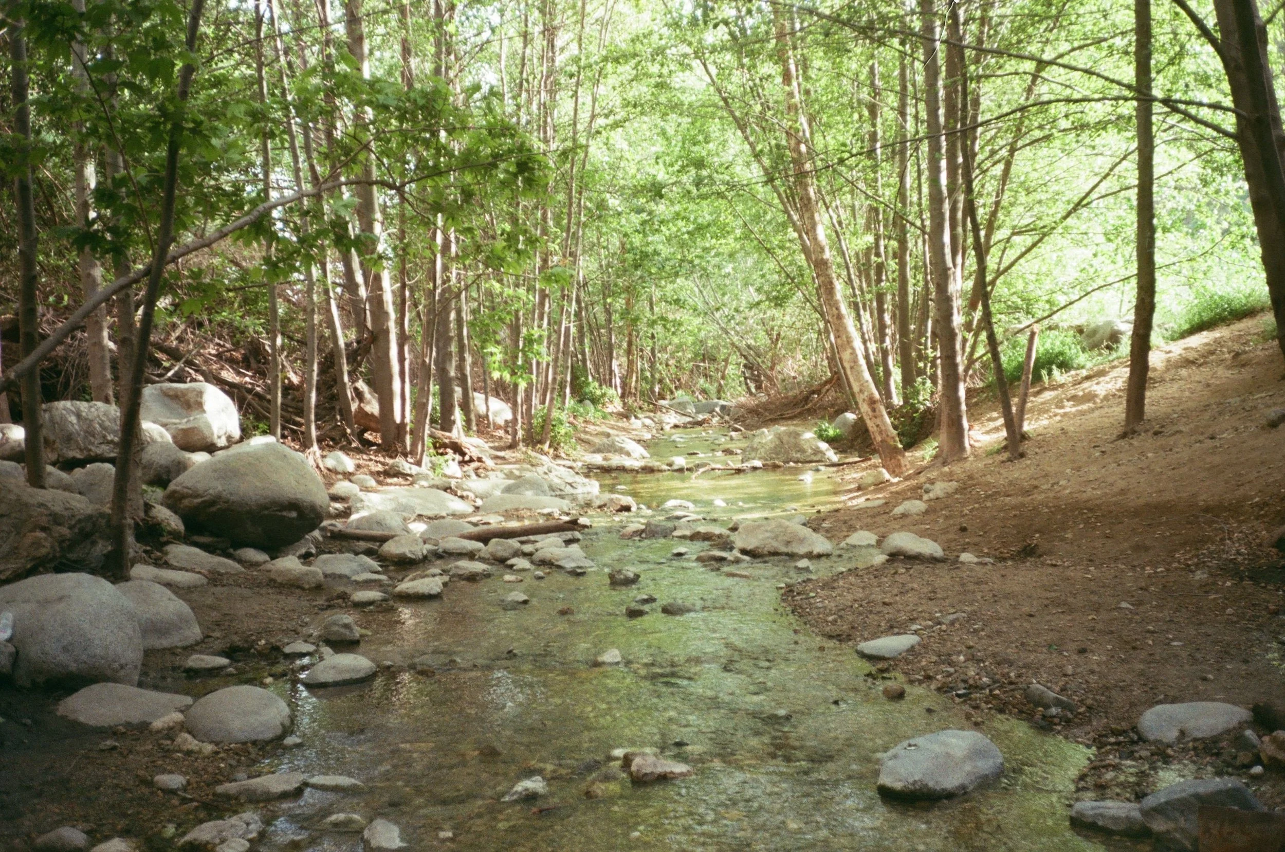 A forest scene with a small stream running through the woods, surrounded by rocks, trees, and green foliage.