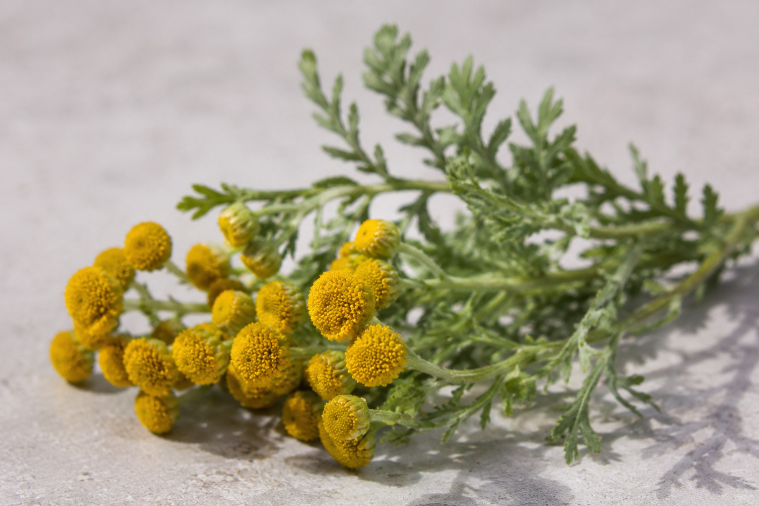 blue tansy 1.png