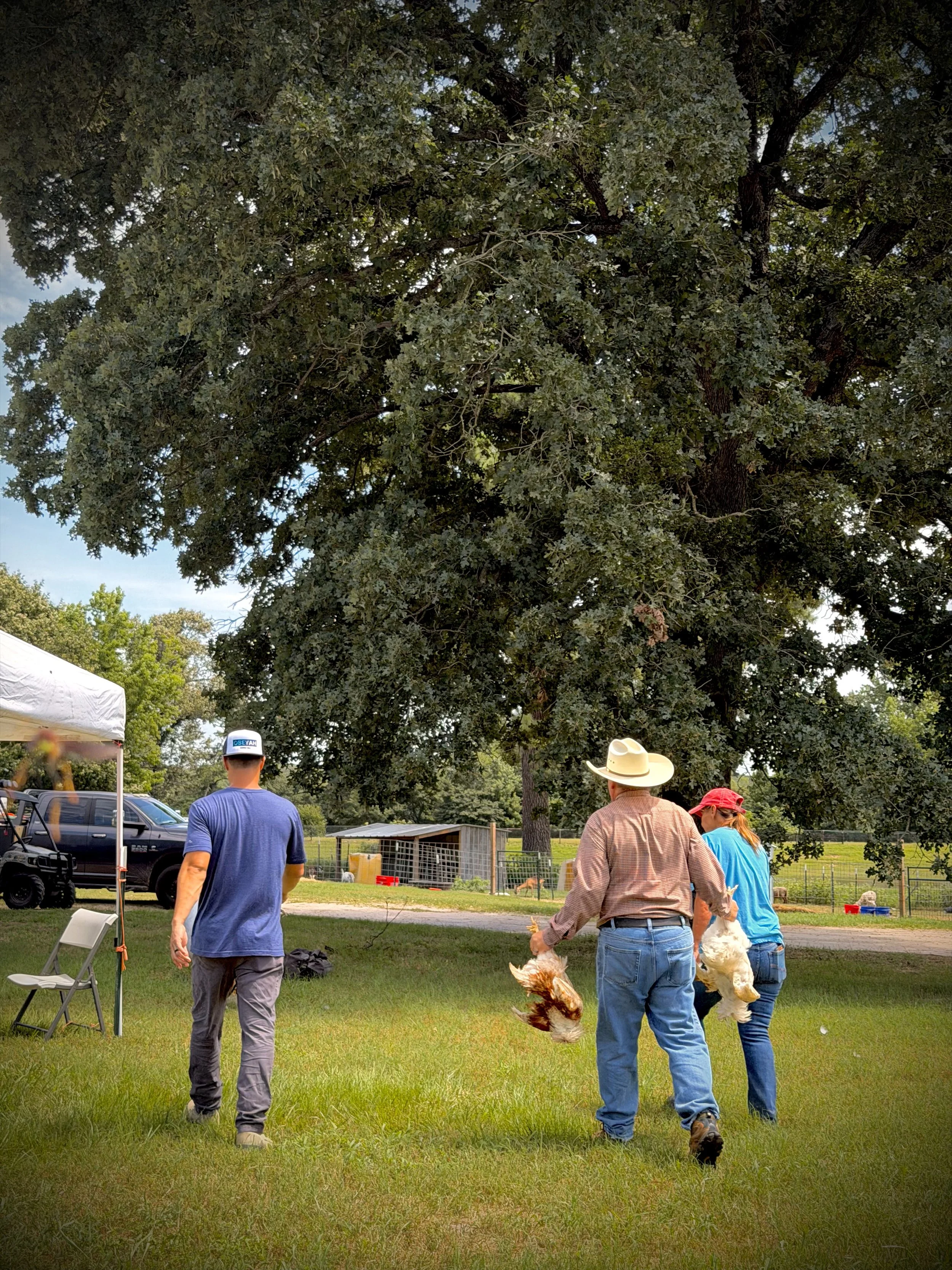 People walking in a grassy outdoor area near a barn and trees, with a person holding a rooster.