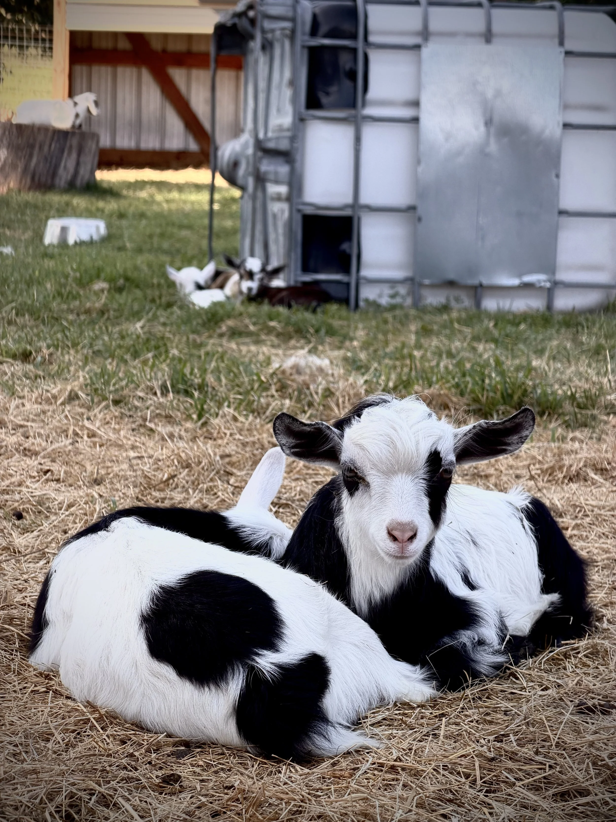 Three black and white baby goats resting on straw in a farmyard with a small barn and a goat enclosure in the background.
