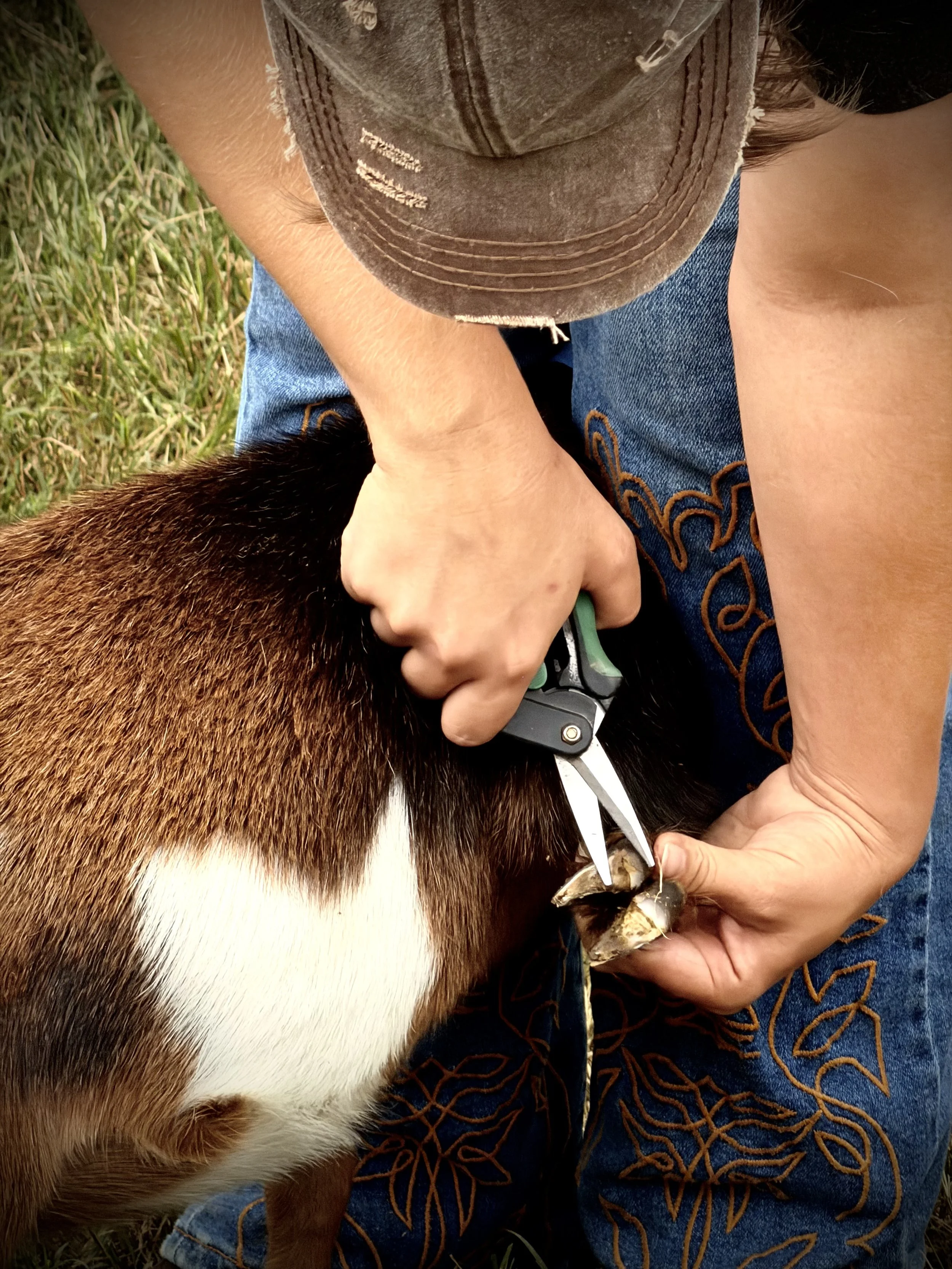 A person in a brown cap and blue jeans is holding a dog, and appears to be trimming the dog's nails outdoors on grass. The person's hand is near the dog's paw, and there is a grooming tool being used.