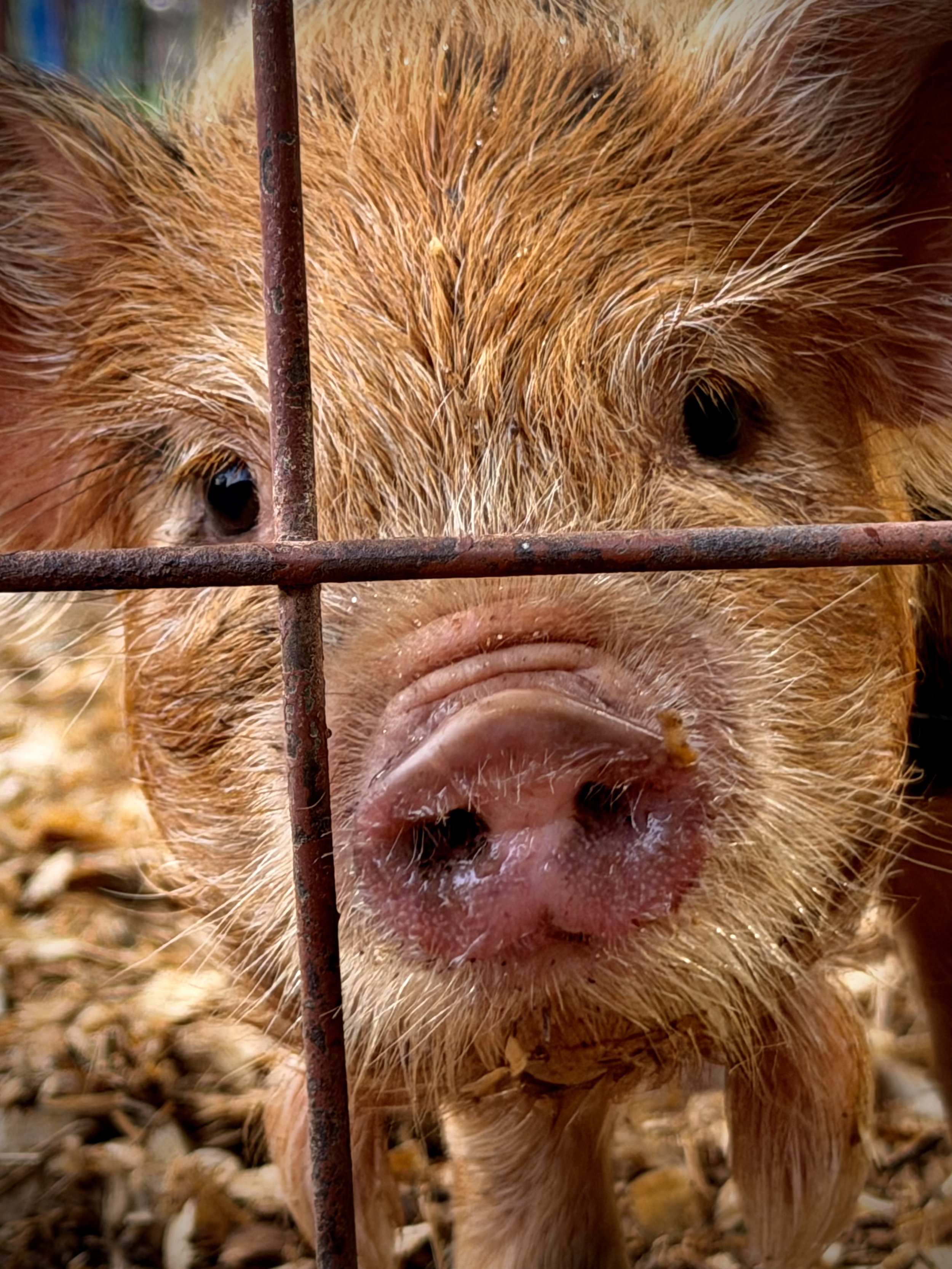 Close-up of a pig's face behind rusted metal bars, with brown fur, dark eyes, and a pink snout.