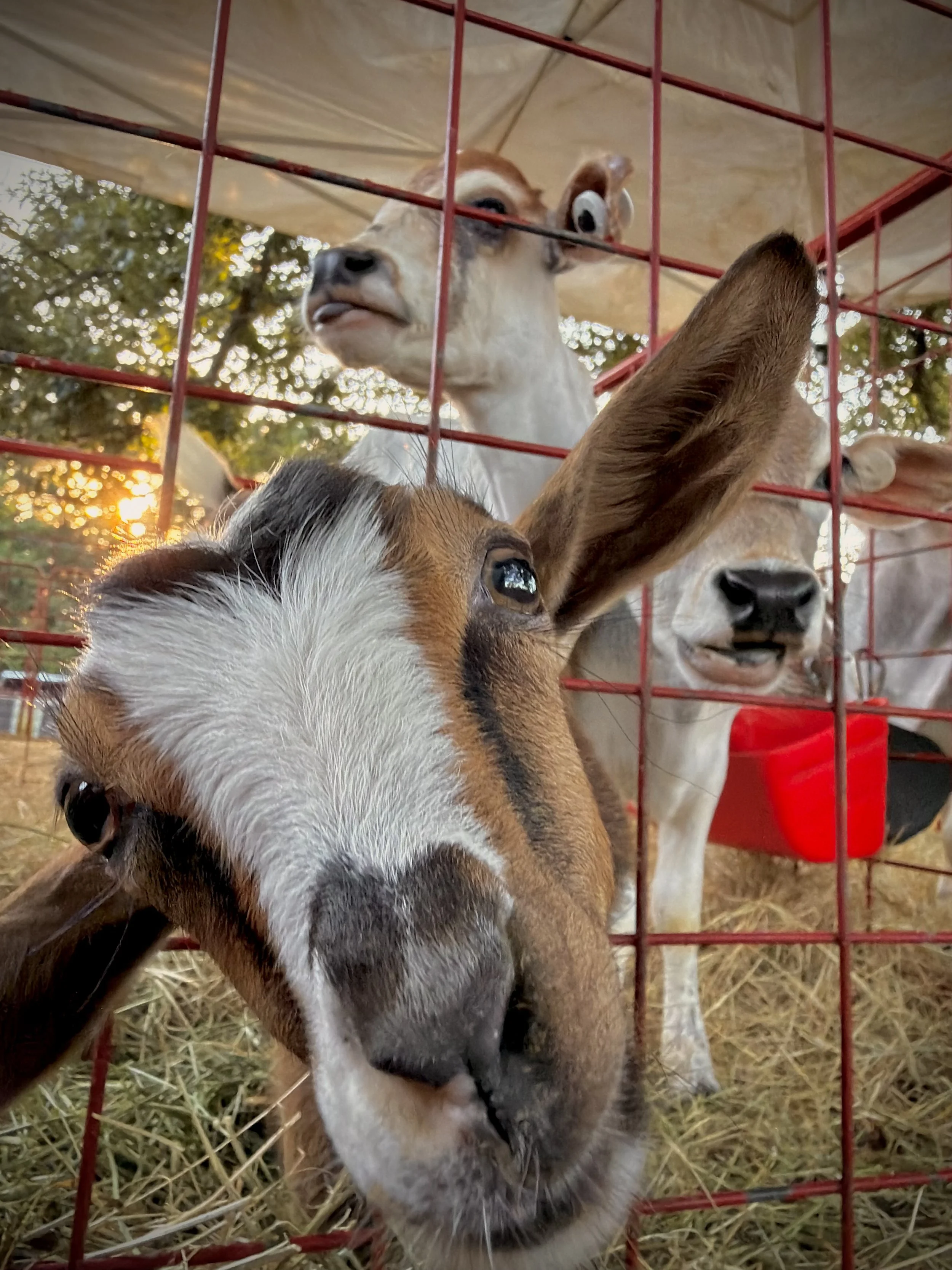 Close-up of a baby goat and a larger goat behind a red metal fence, standing on straw with trees in the background during sunset.