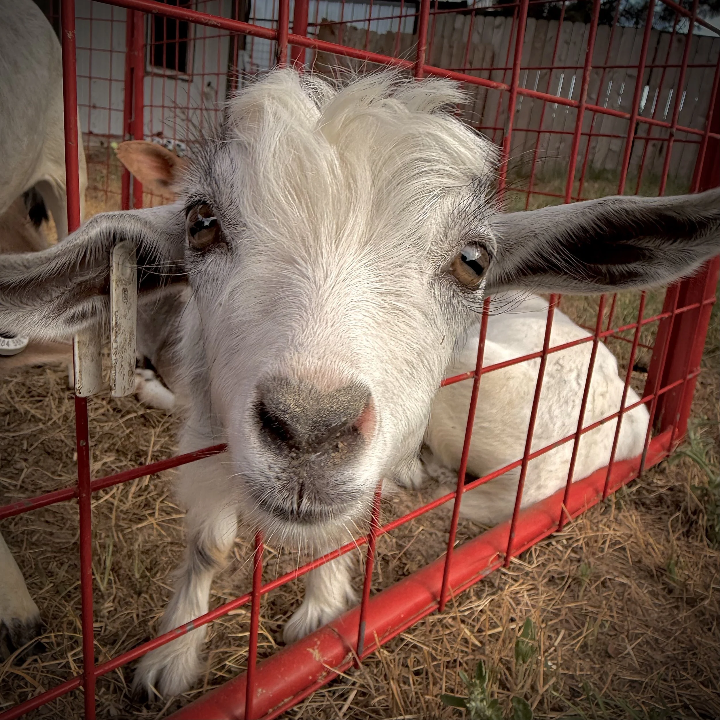 A goat lying on the ground inside a red metal fence. The goat has white fur, large ears, and is looking towards the camera.