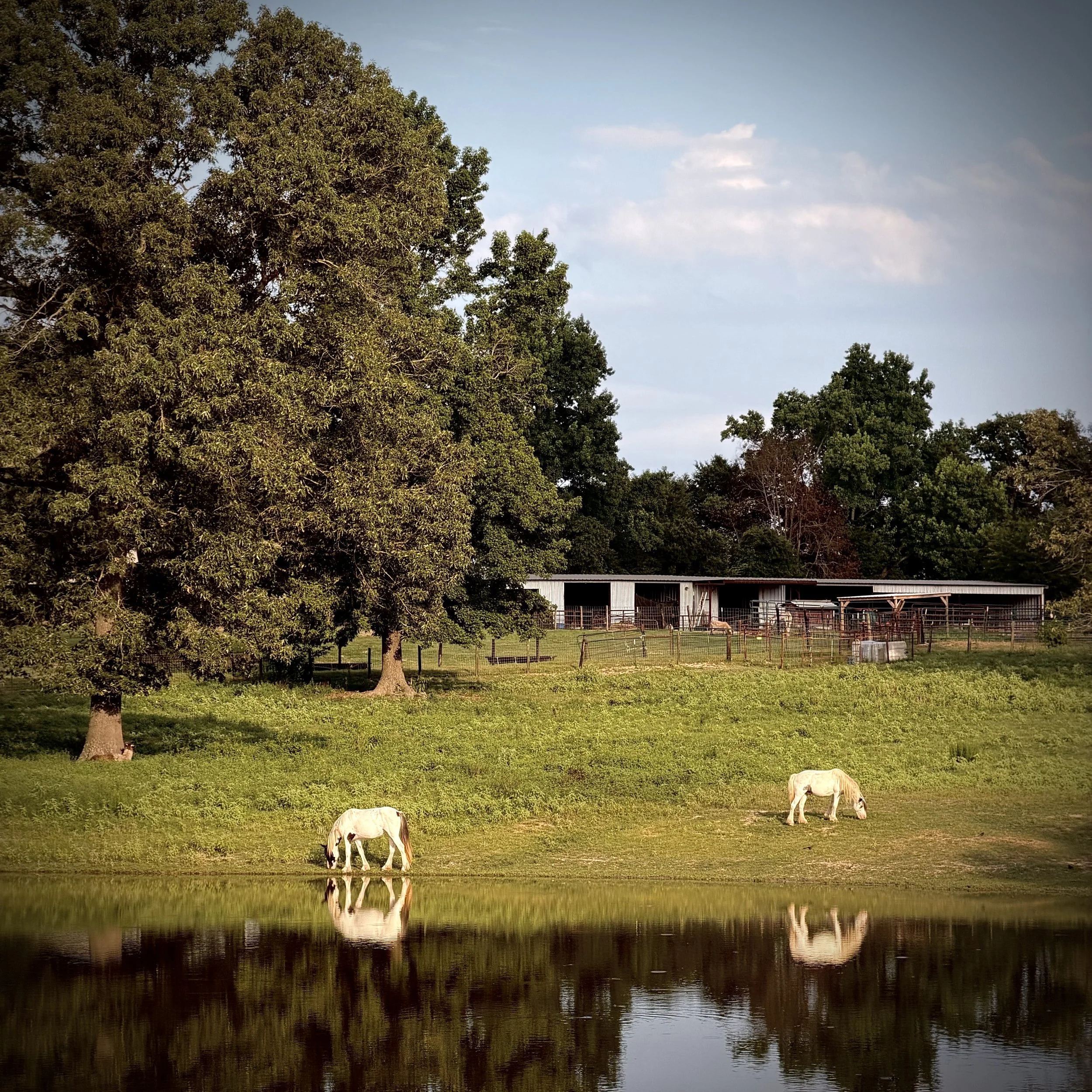 A peaceful farm scene with two horses grazing by a calm pond, surrounded by lush green grass and trees, with a barn in the background under a partly cloudy sky.