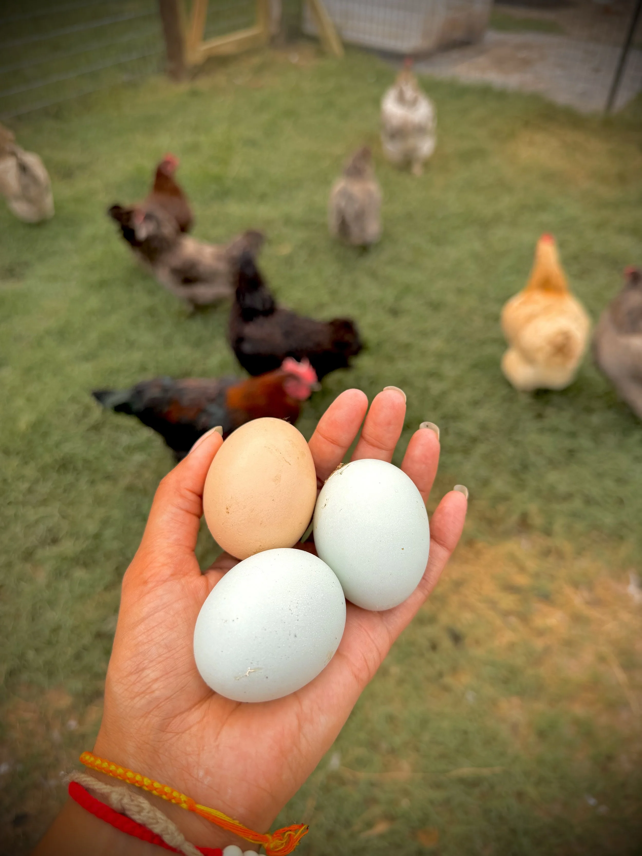 A person's hand holding five eggs, with chickens in the background on a grassy area.
